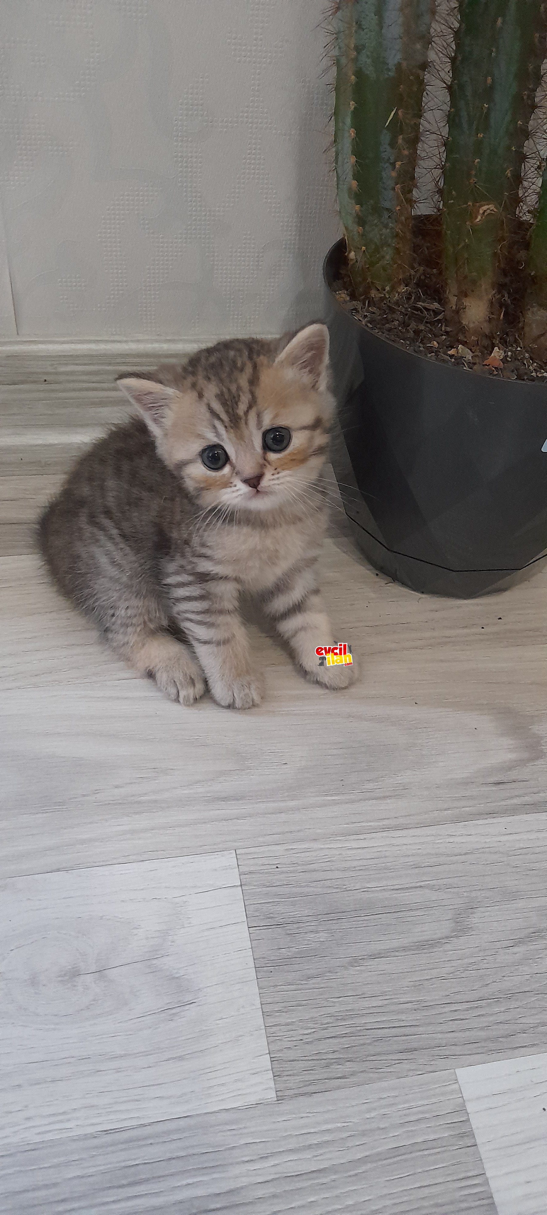 7 TANE BRITISH SHORTHAİR (2 AYLIK)