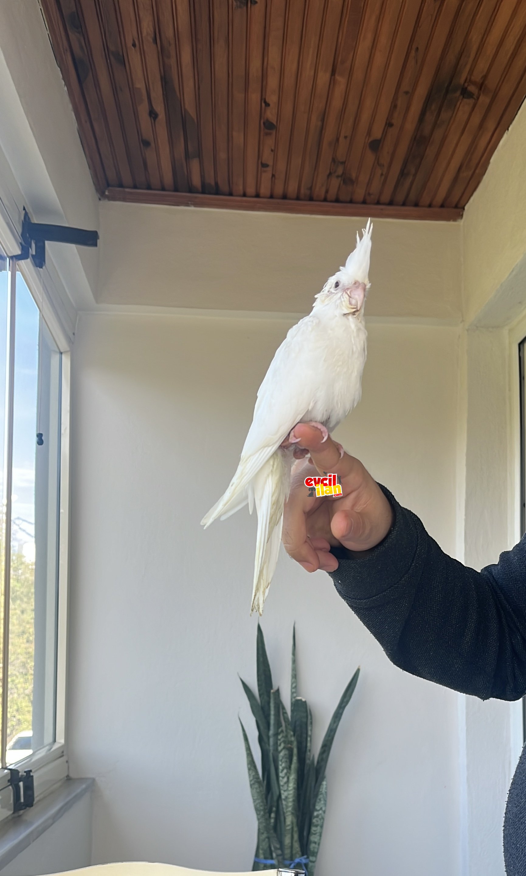 70 günlük albino