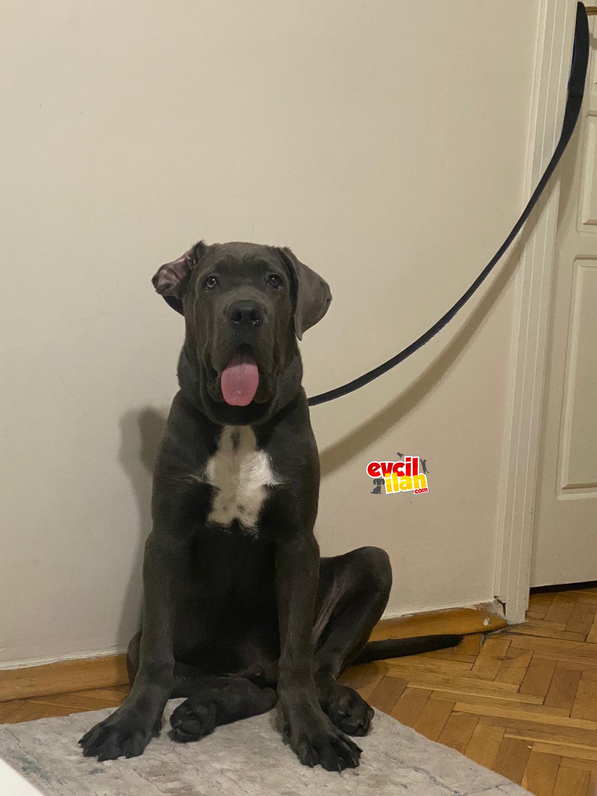 8 aylik cane corso