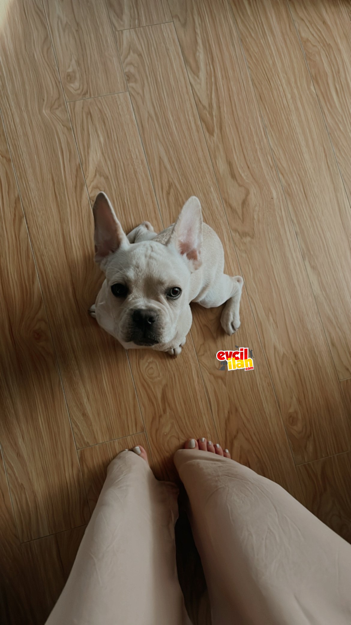 8 aylık cream blue French Bulldog