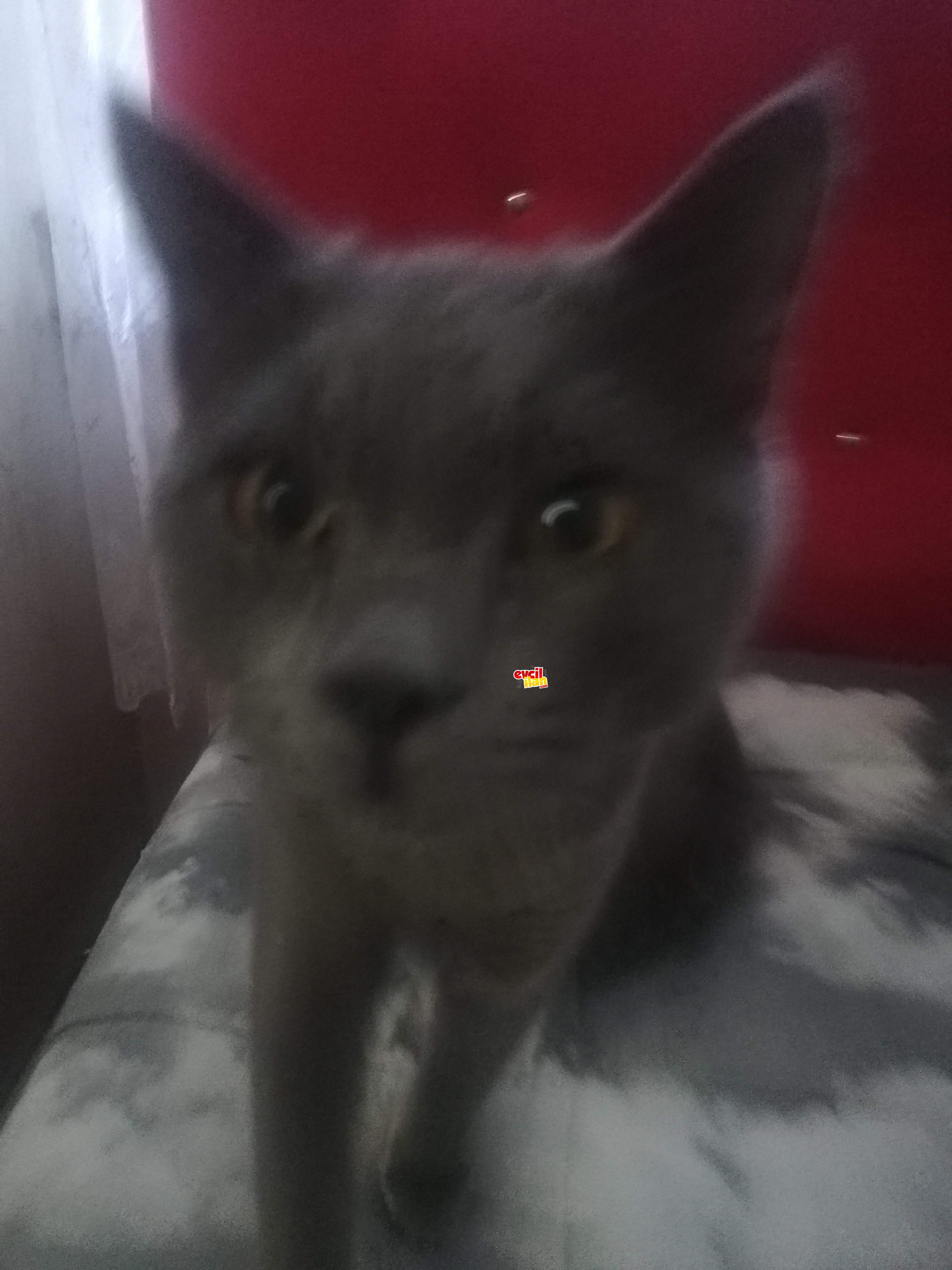 8 aylık eğitimli british kedi