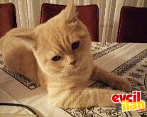 8 Aylık Erkek, Aşıları tam, Henüz kısırlaştırılmamış, British Shorthair GOLD