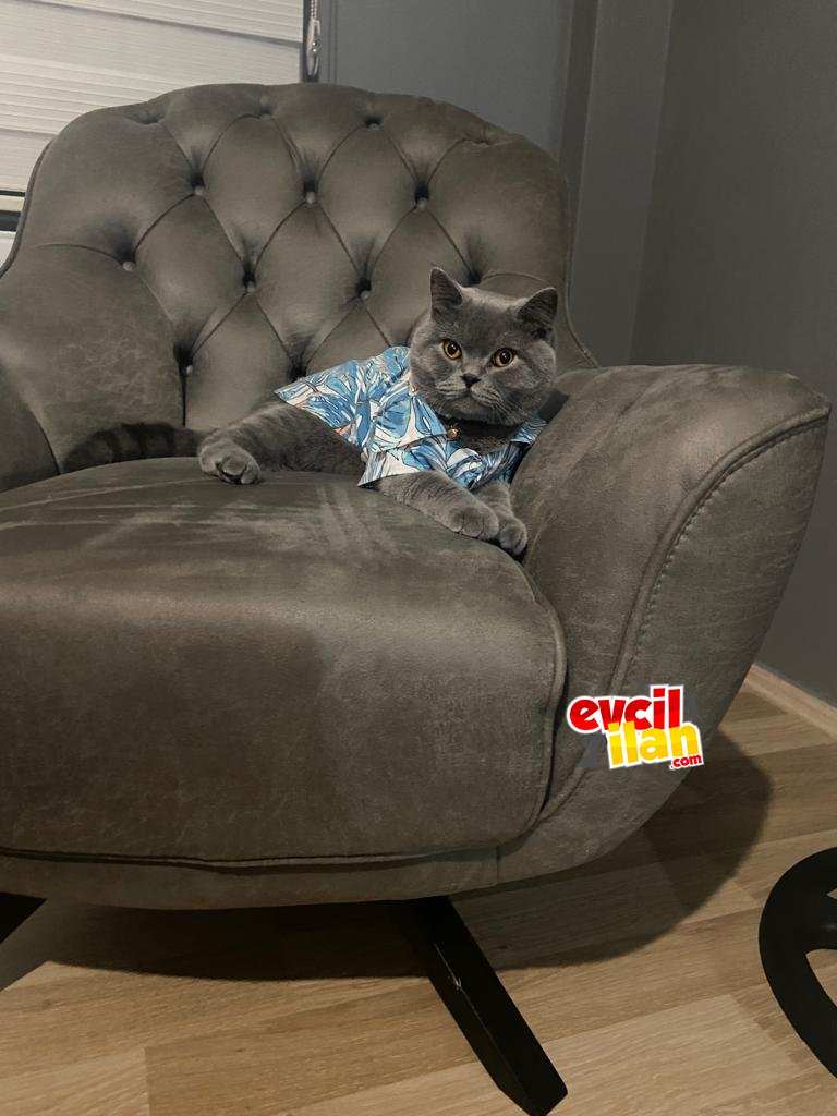 8 aylik erkek britich shorthair 