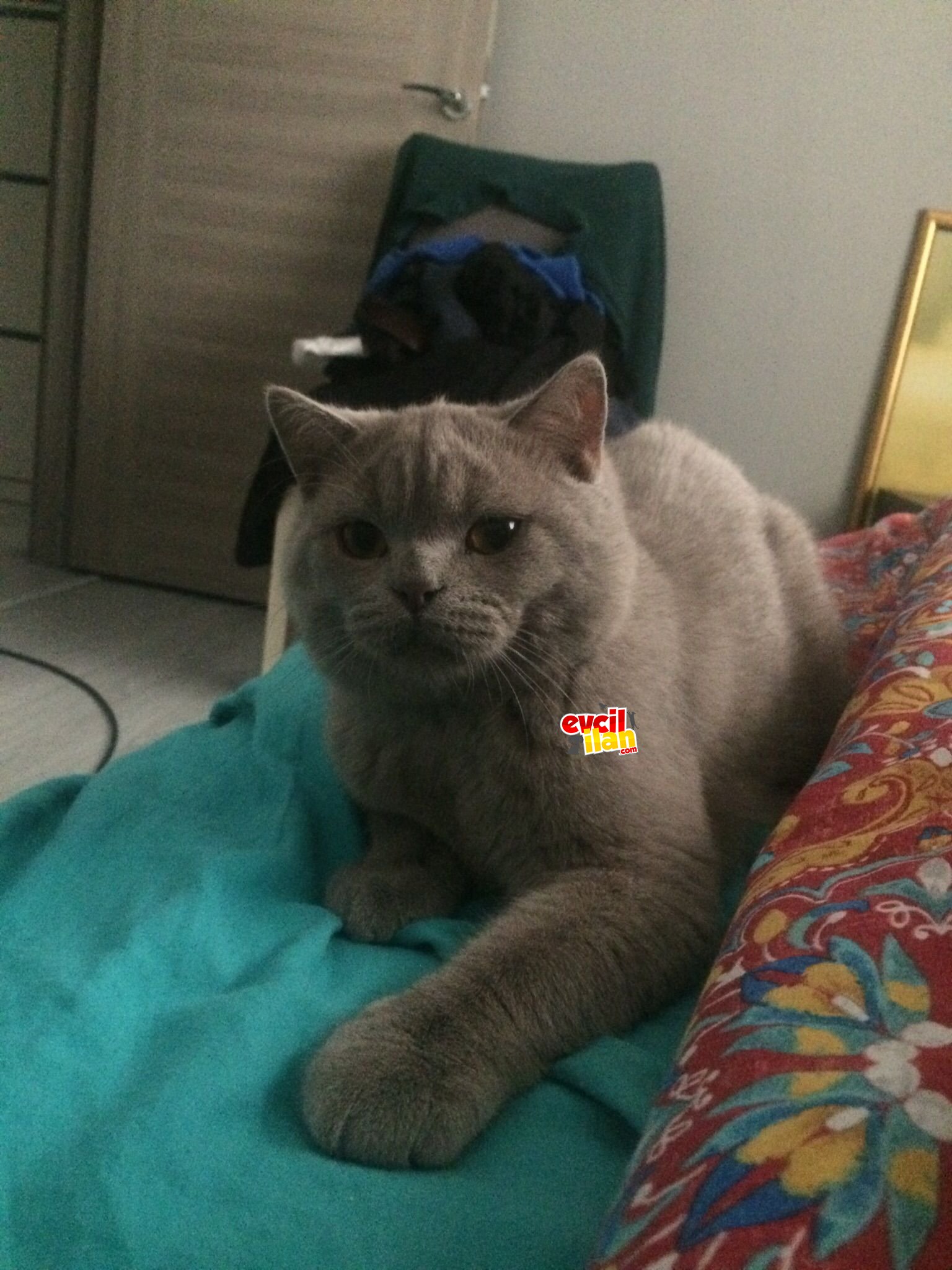 8 aylık lilac oğlumu sahiplendiriyorum