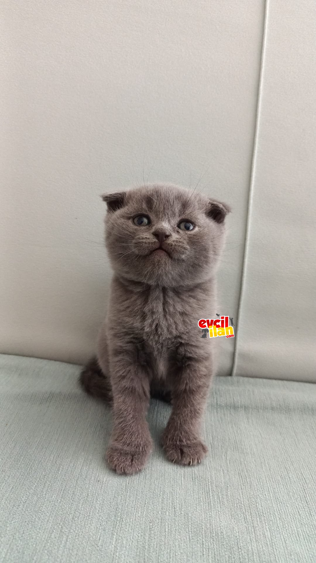 8 Ekim doğumlu AYI SURAT Scottish Fold ve Straight yavrularım...