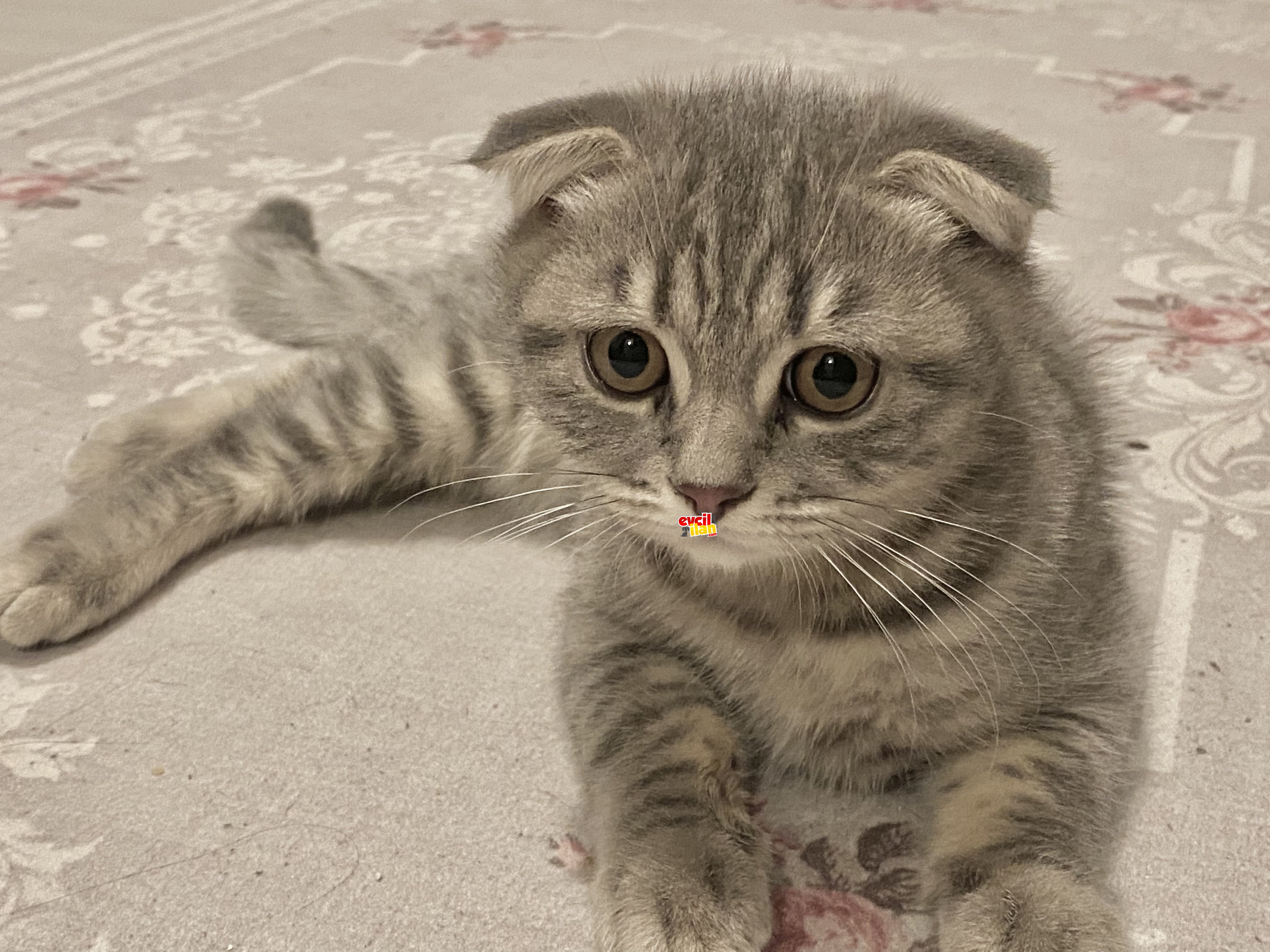 8 Mart Doğumlu ScottishFold yavrum