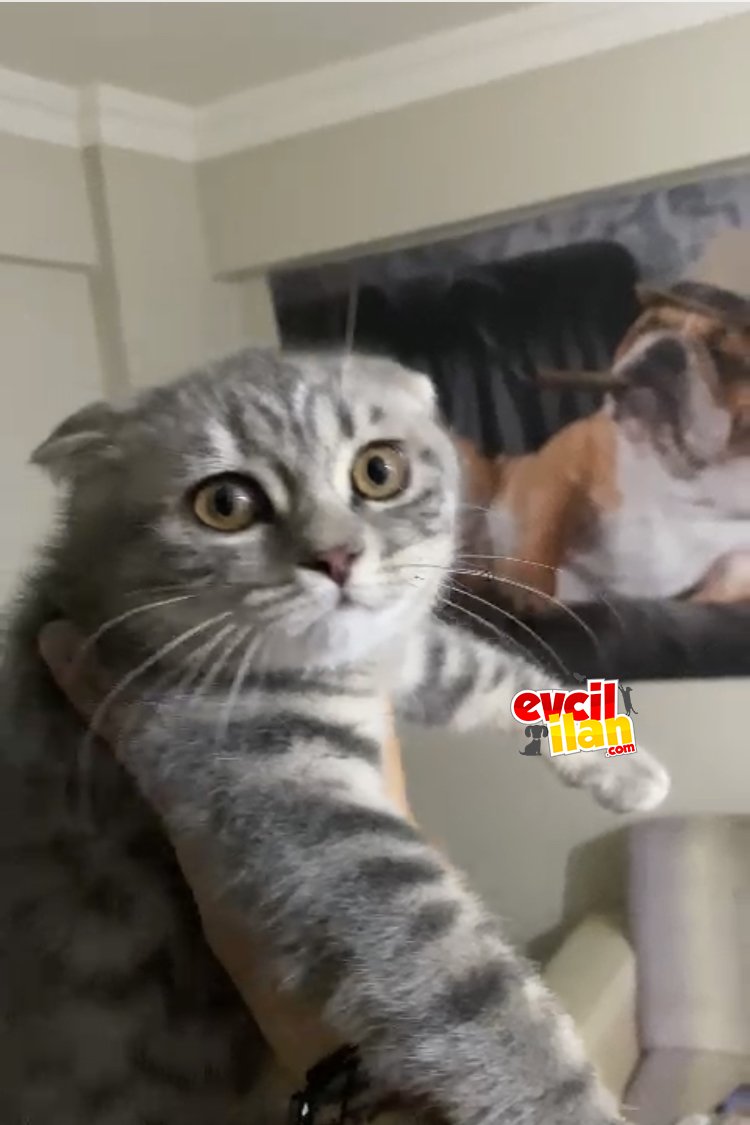8 Mart Doğumlu ScottishFold yavrum