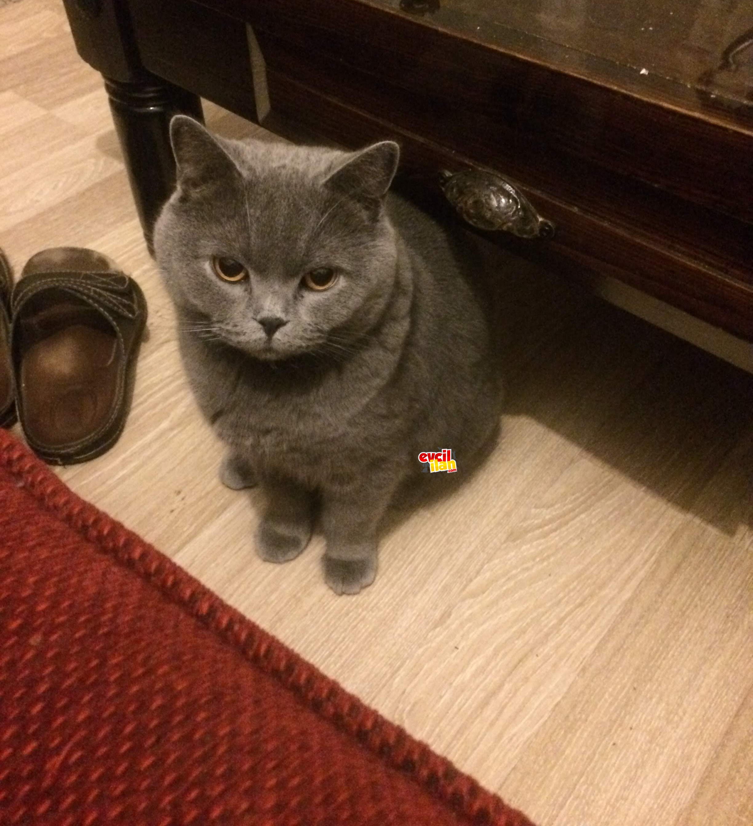 8 yaşında yakisikli kısırlaştırılmış british shorthair