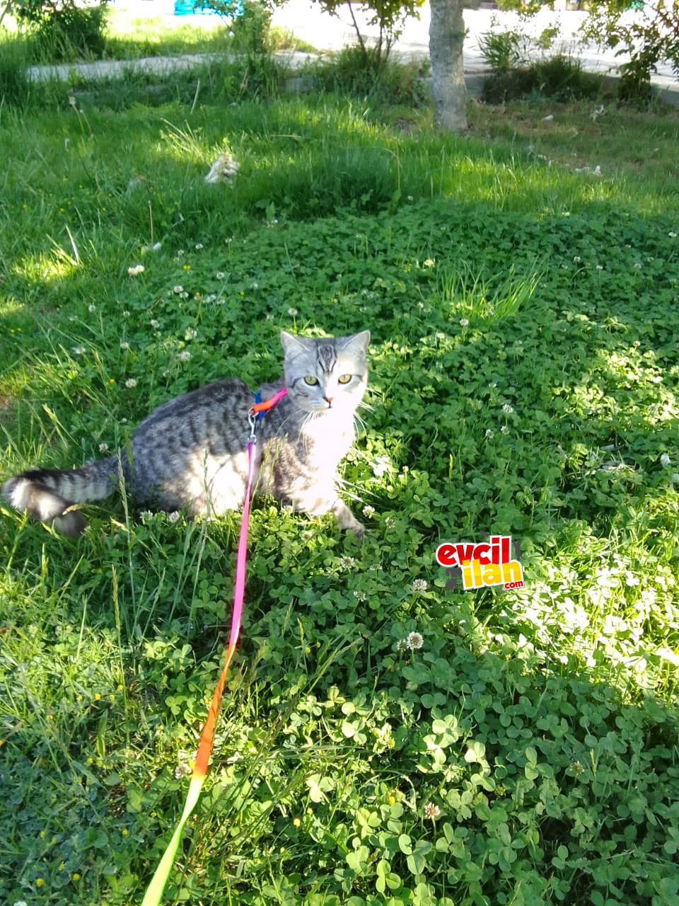 9 Aylık British Shorthair Erkek