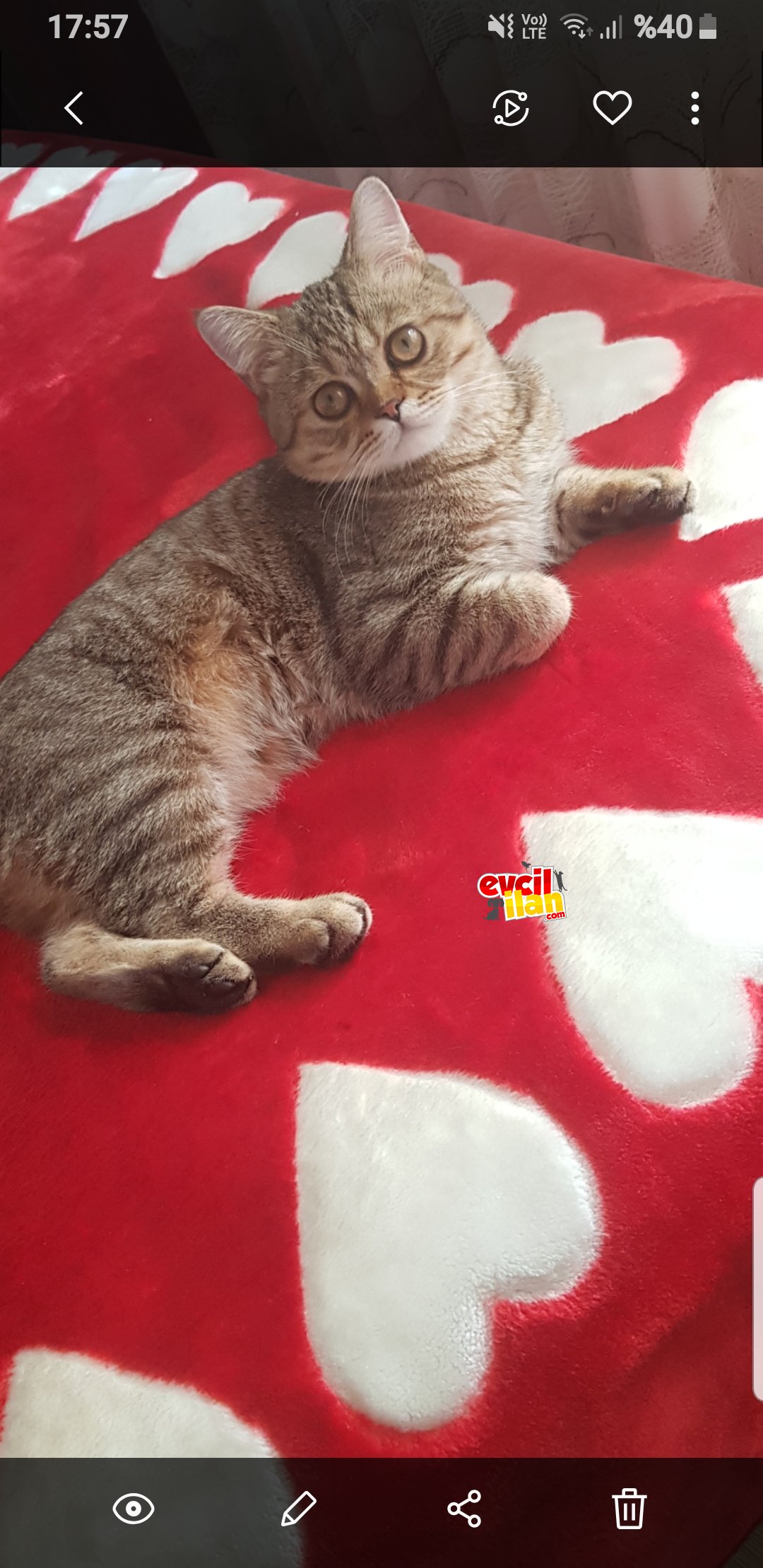 9 Aylik British shortie tabby