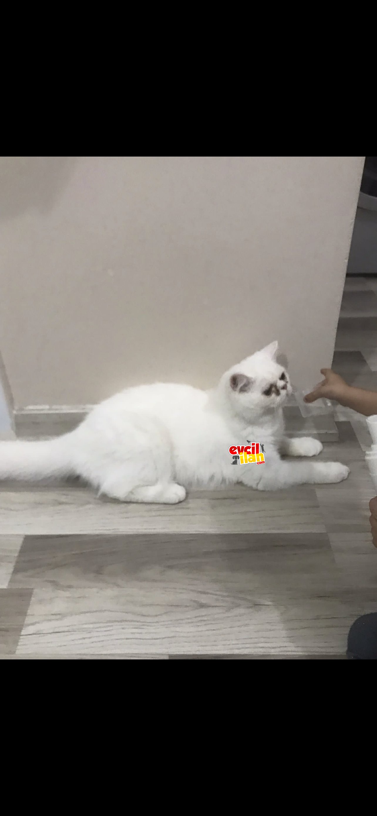 9 aylık İran kedisi