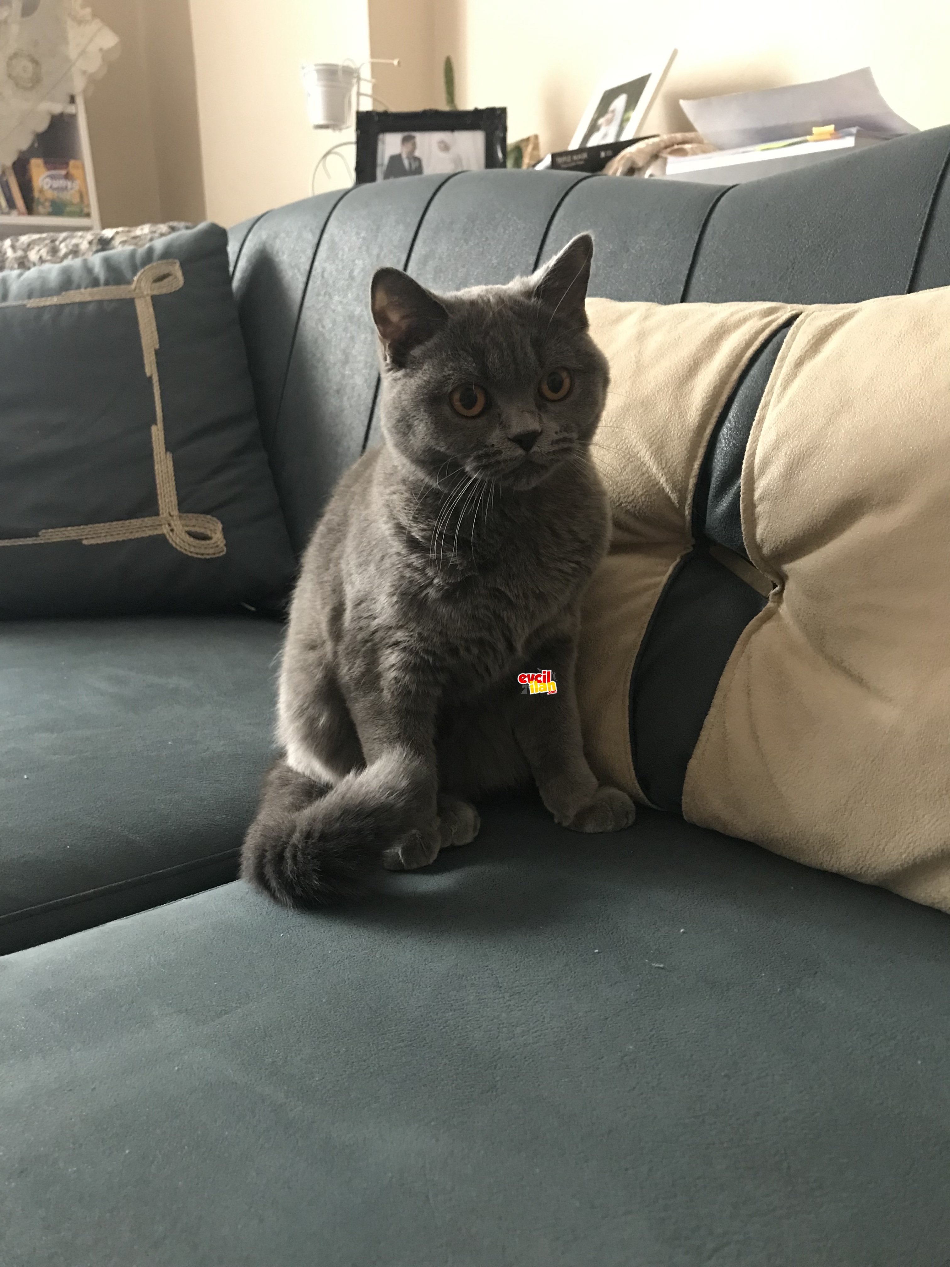 9 aylık kızımıza yeni yuva arıyoruz 