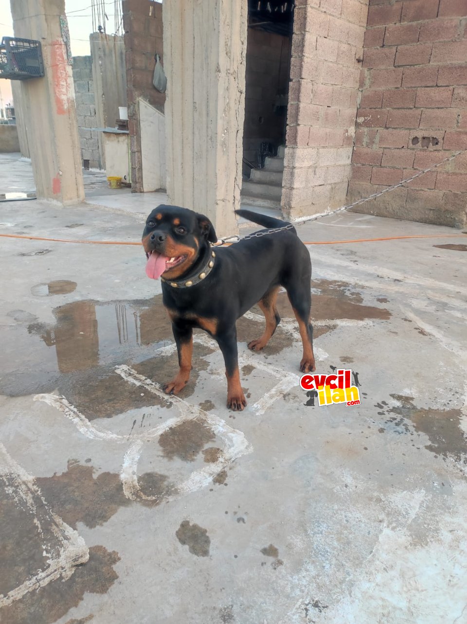 9 aylık orijinal Rotweiler aşıları tam 