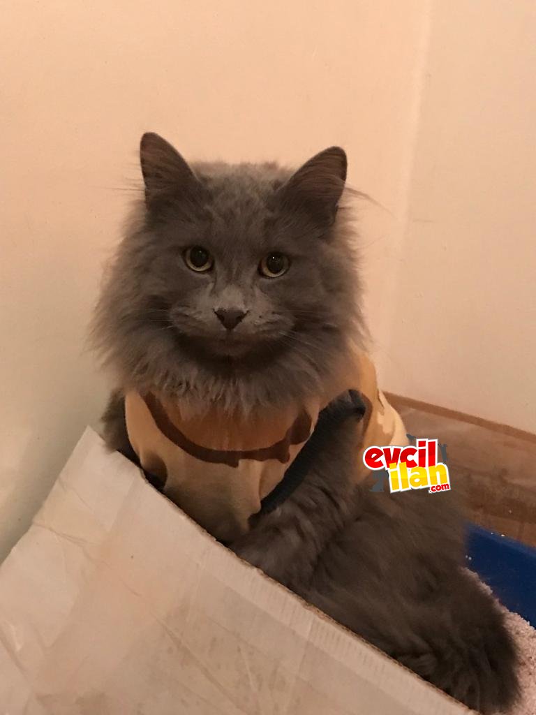 9 aylık saf gri tüyleri kabarık arkadaş canlısı