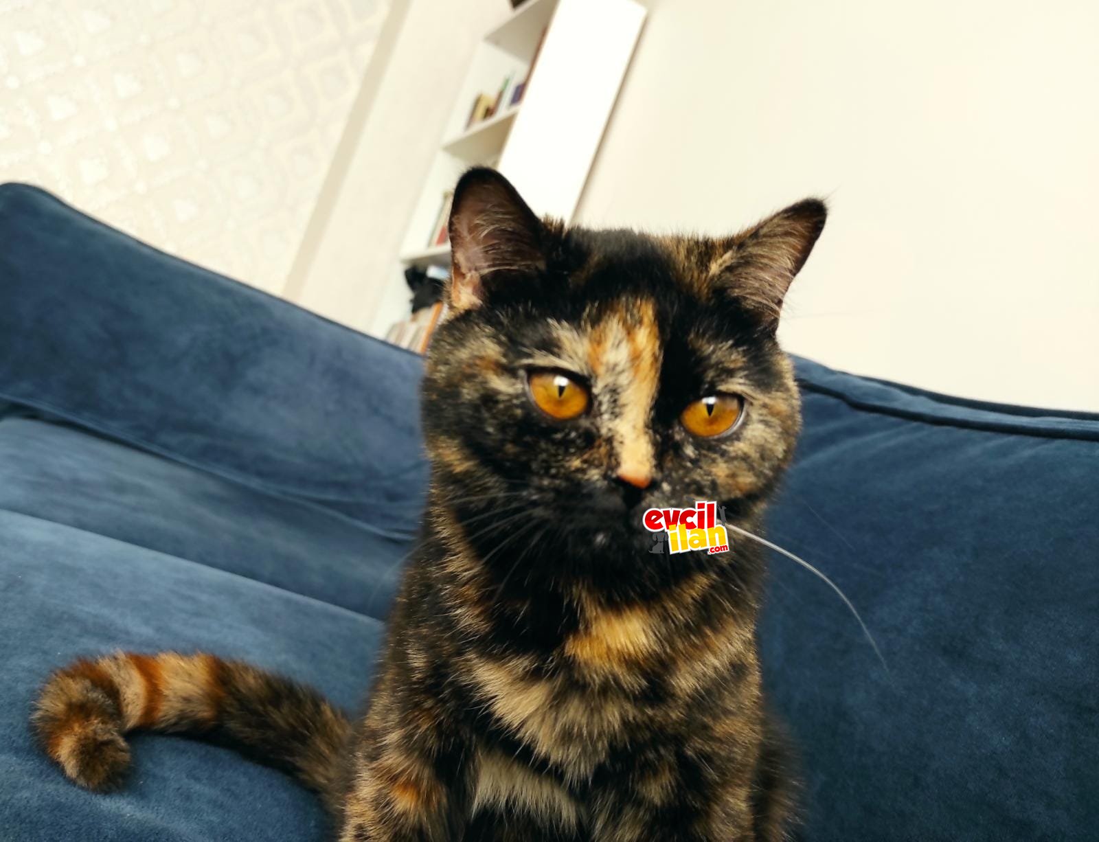 9 aylık tortoiseshell renkli kısırlaştırılmamış dişi kızımıza ailemizdeki sağlık sebepleri dolayısıyla yeni yuva arıyoruz.