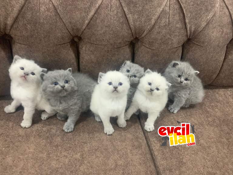 قطط ذكور . اناث 