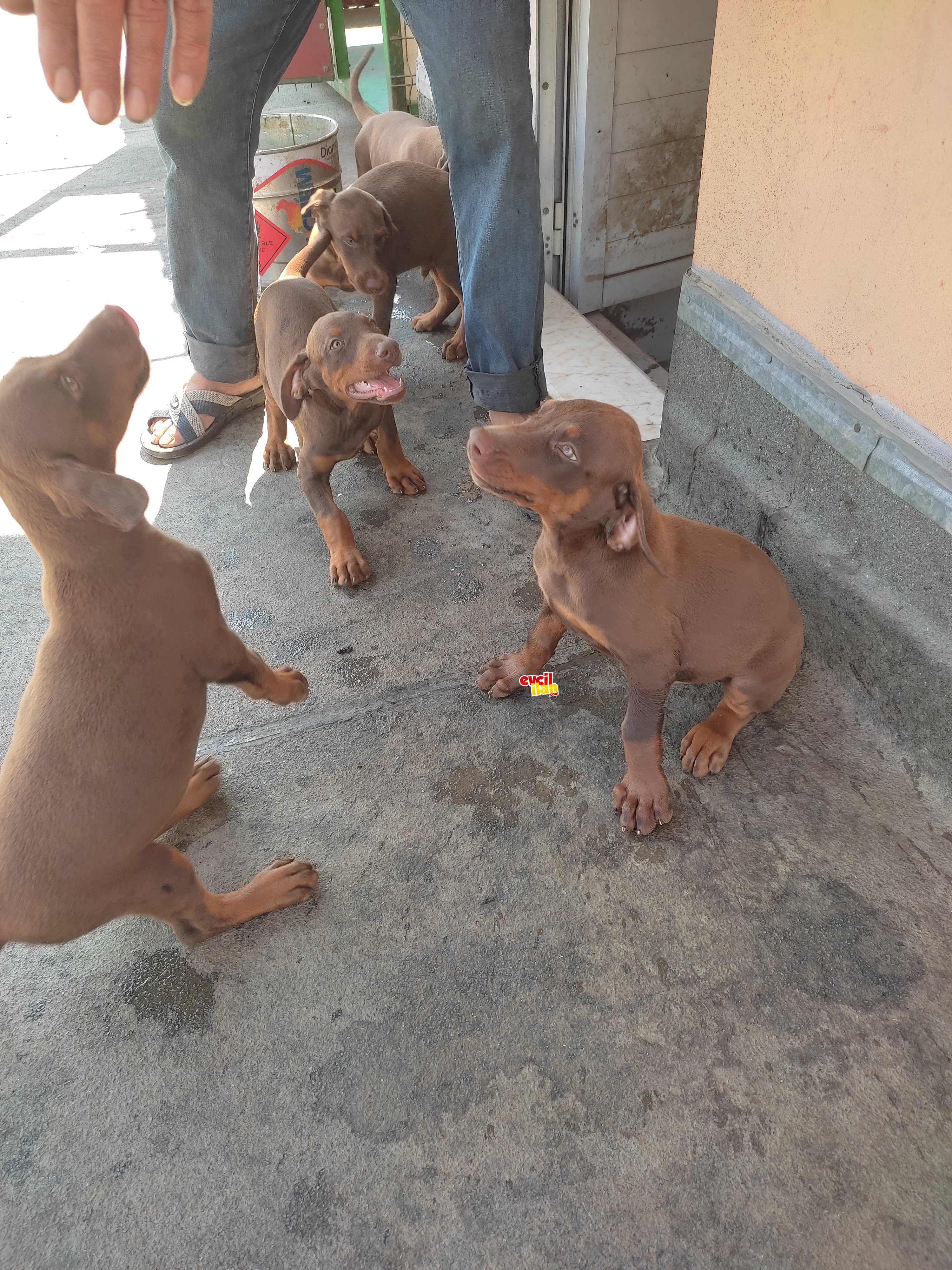 A kalite anne baba orijinal isabella kızıl Doberman