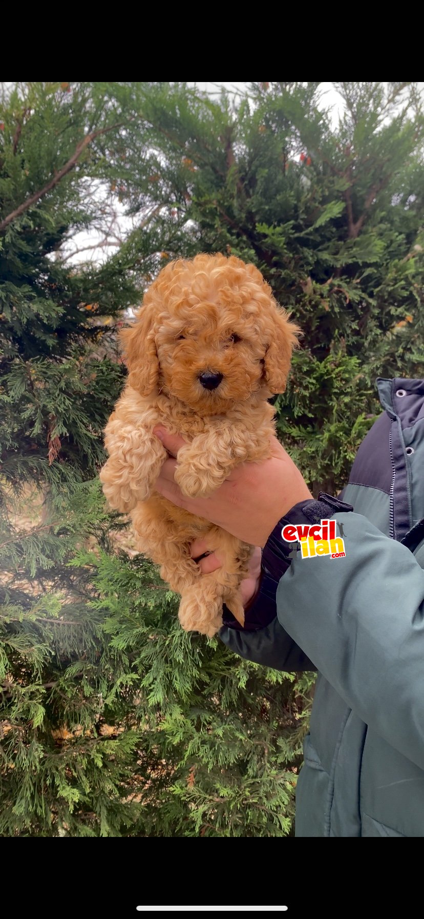 A KALİTE AŞILI POODLE BEBEKLER 