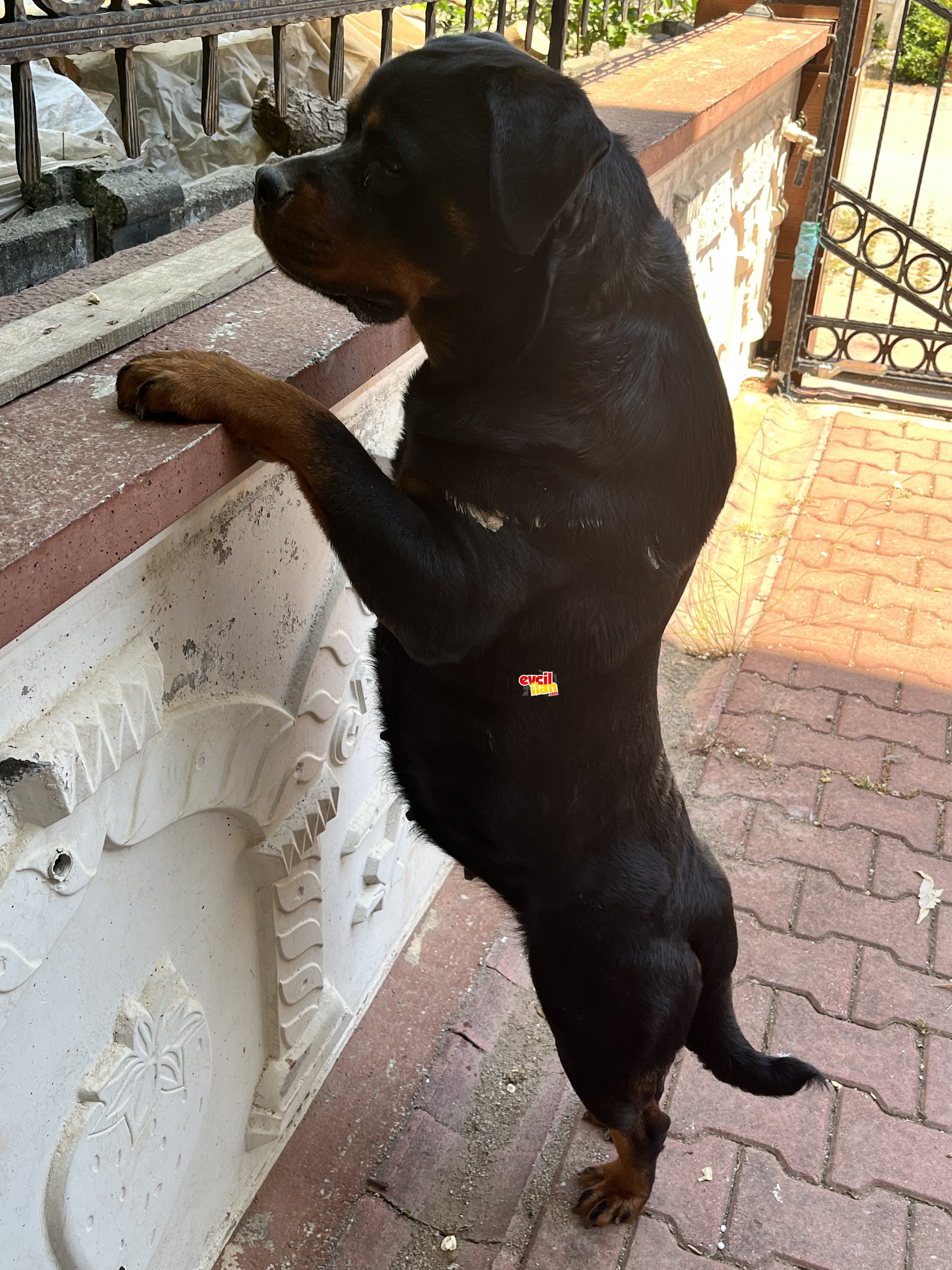 A kalite Babası A SCR’li Rotweiller Yavruları 