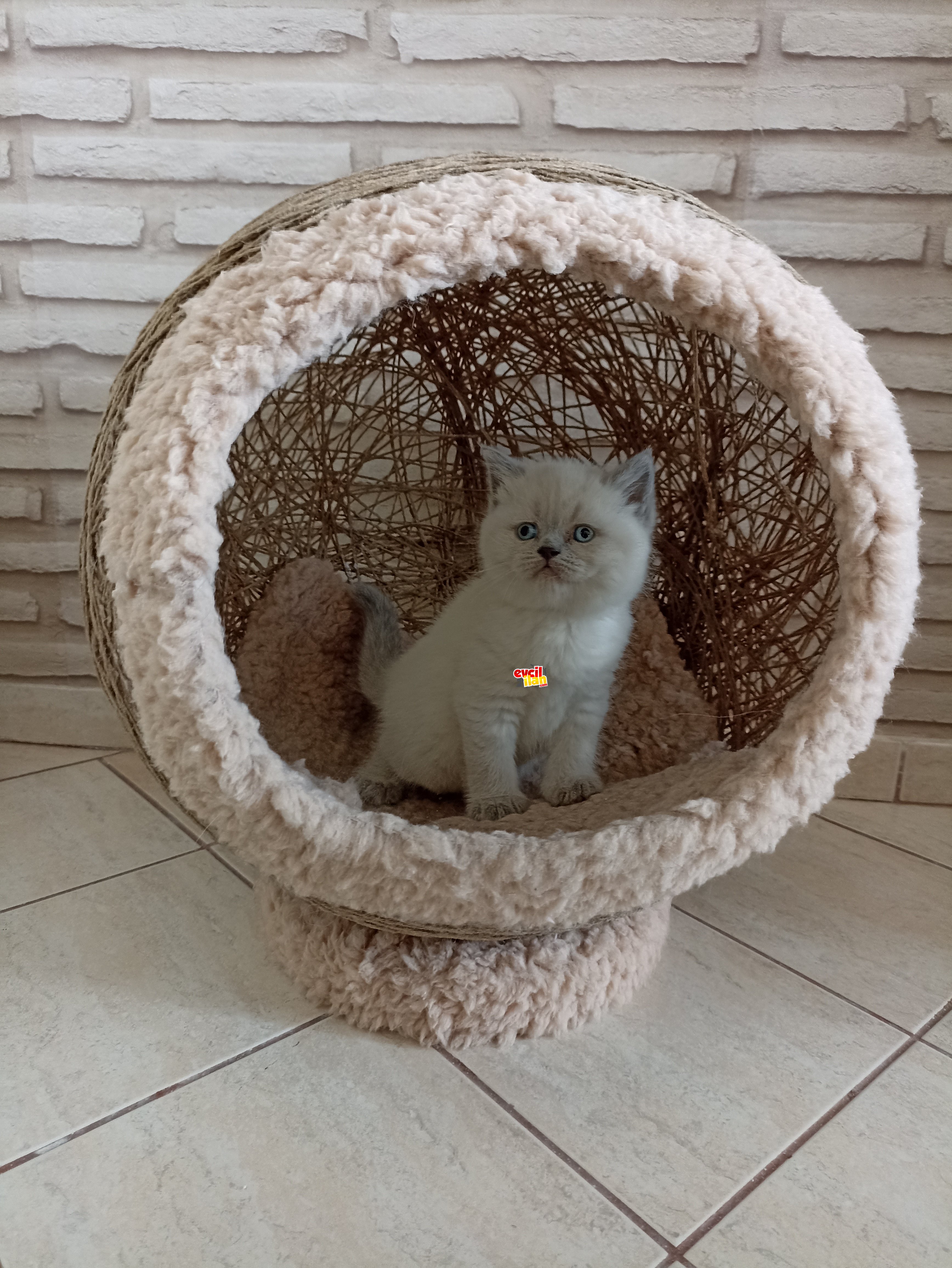 A kalite Bluepoint Yavrularim 