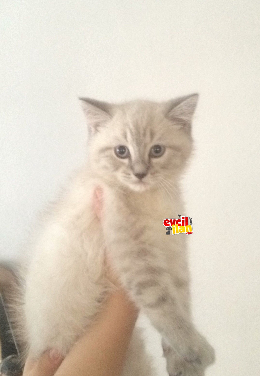 A kalite British shorthair 