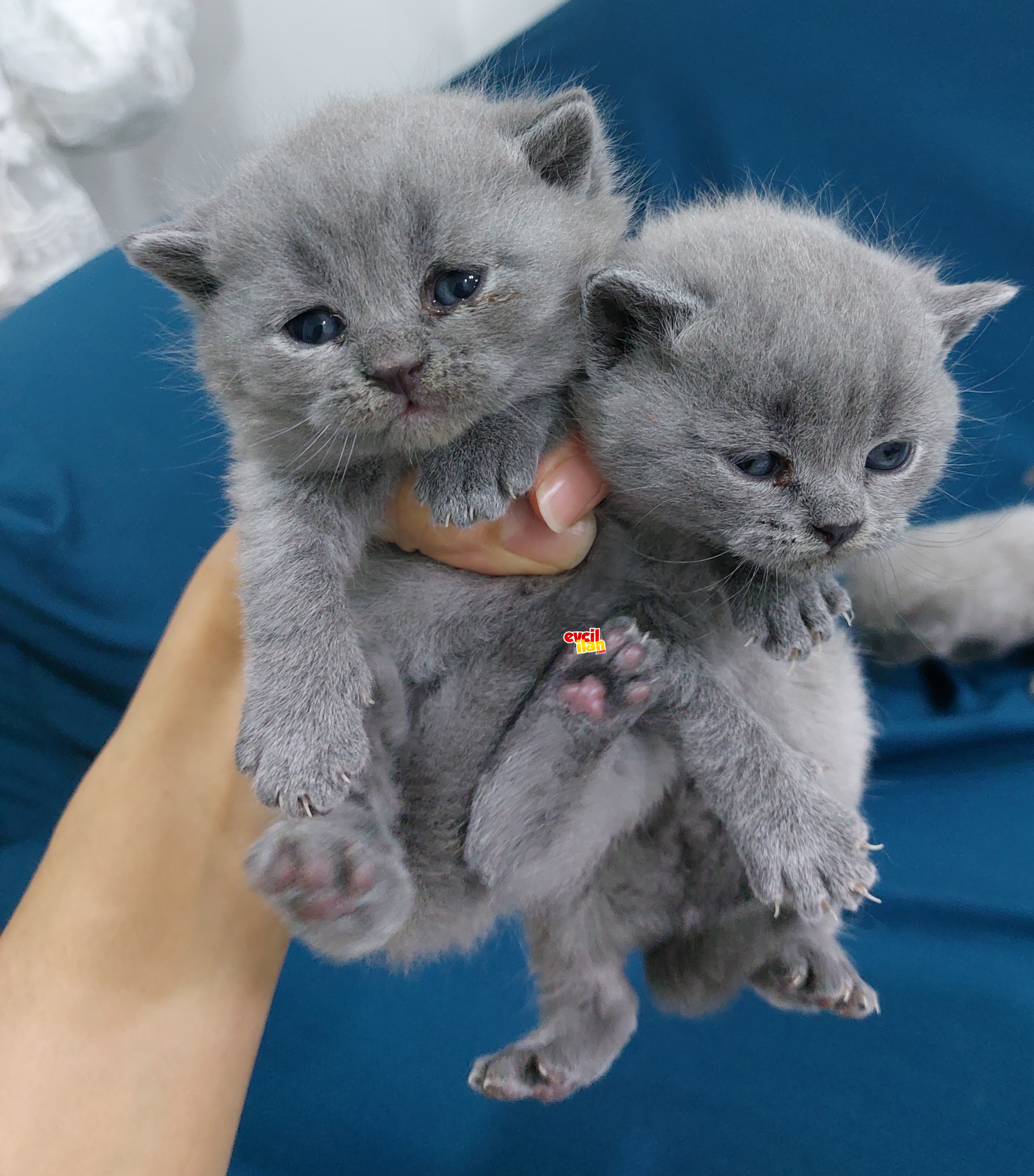 A KALITE BRITISHLERIM 