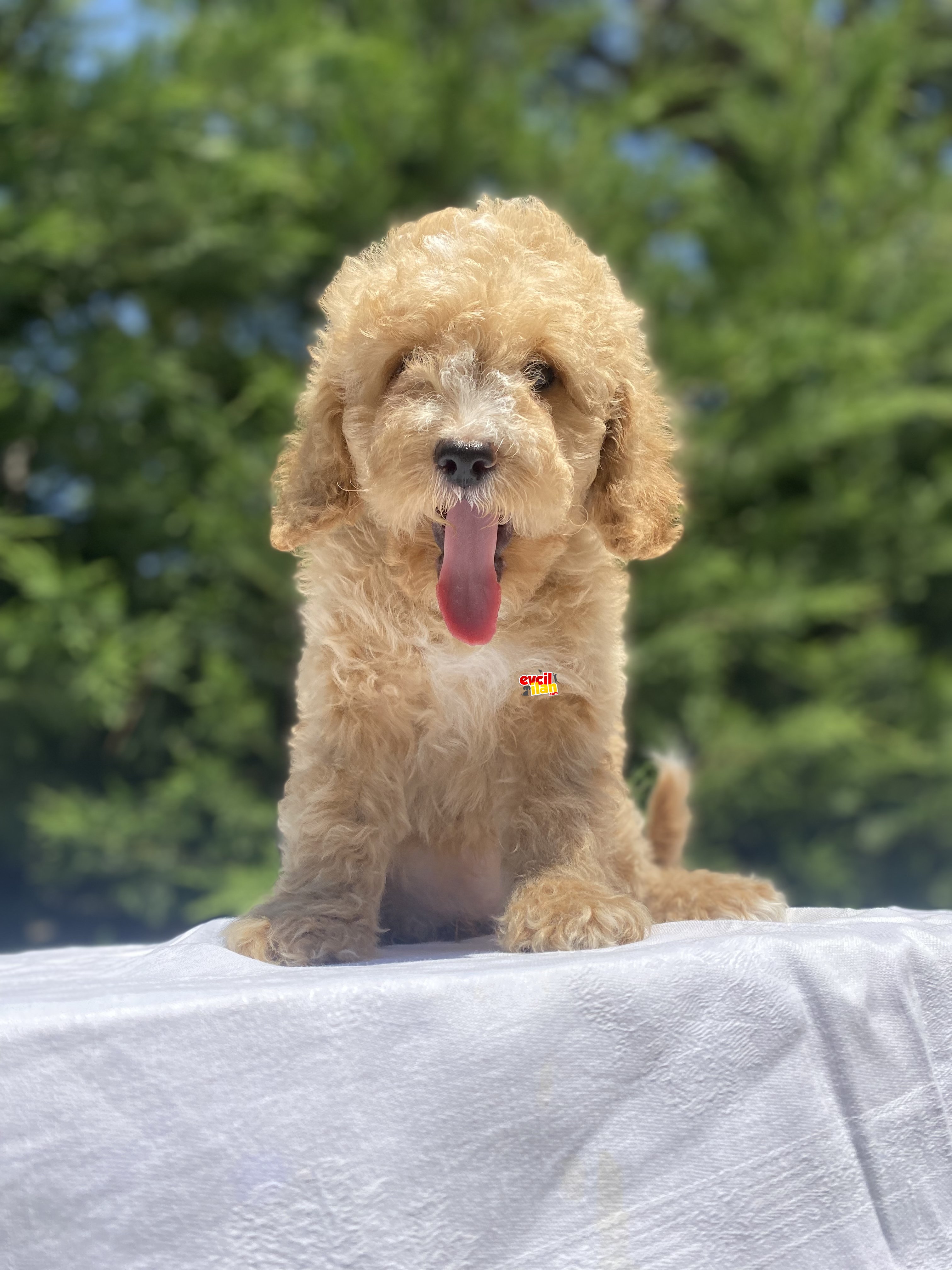 A KALİTE DİŞİ POODLE YAVRUMUZ