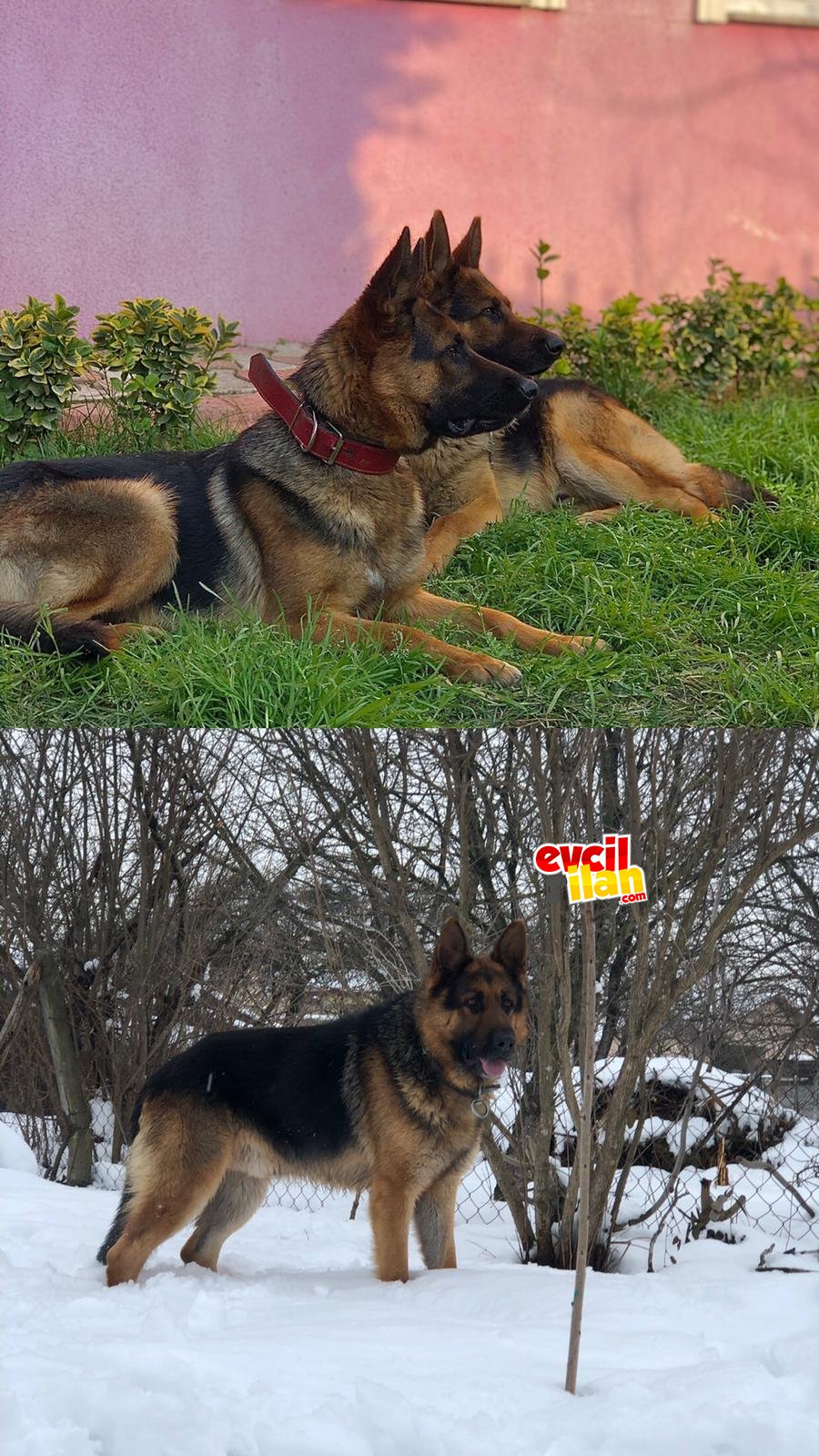 A kalite dışı yavrumuz uygun