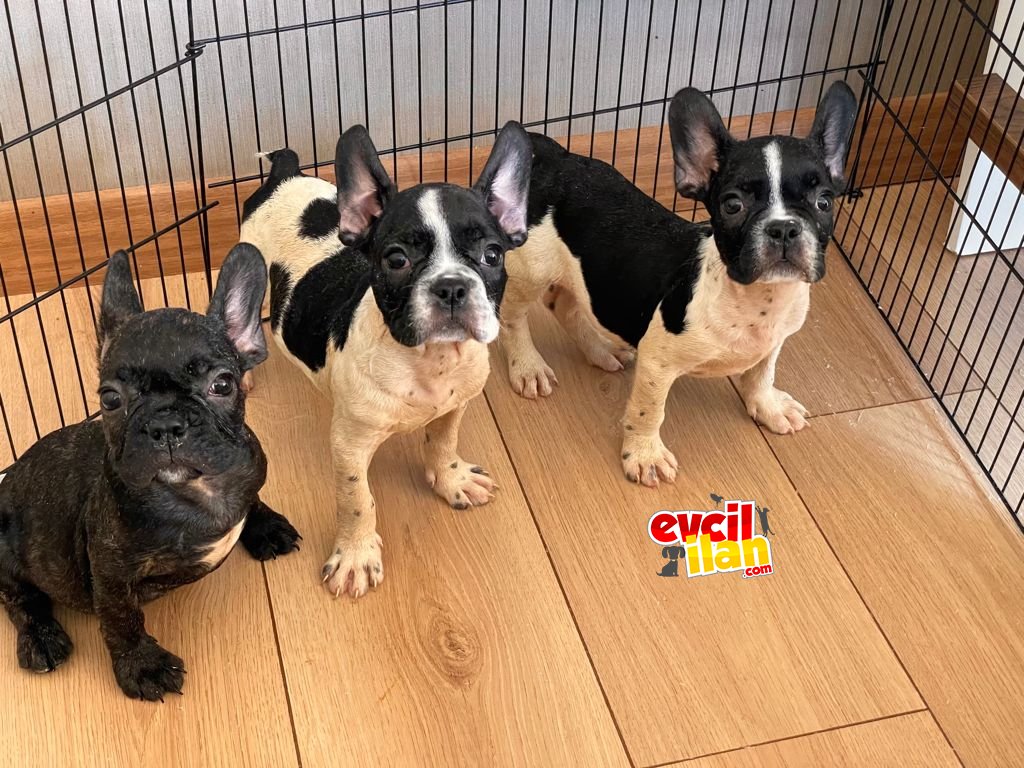 A KALİTE FRENCH BULLDOG YAVRULAR 