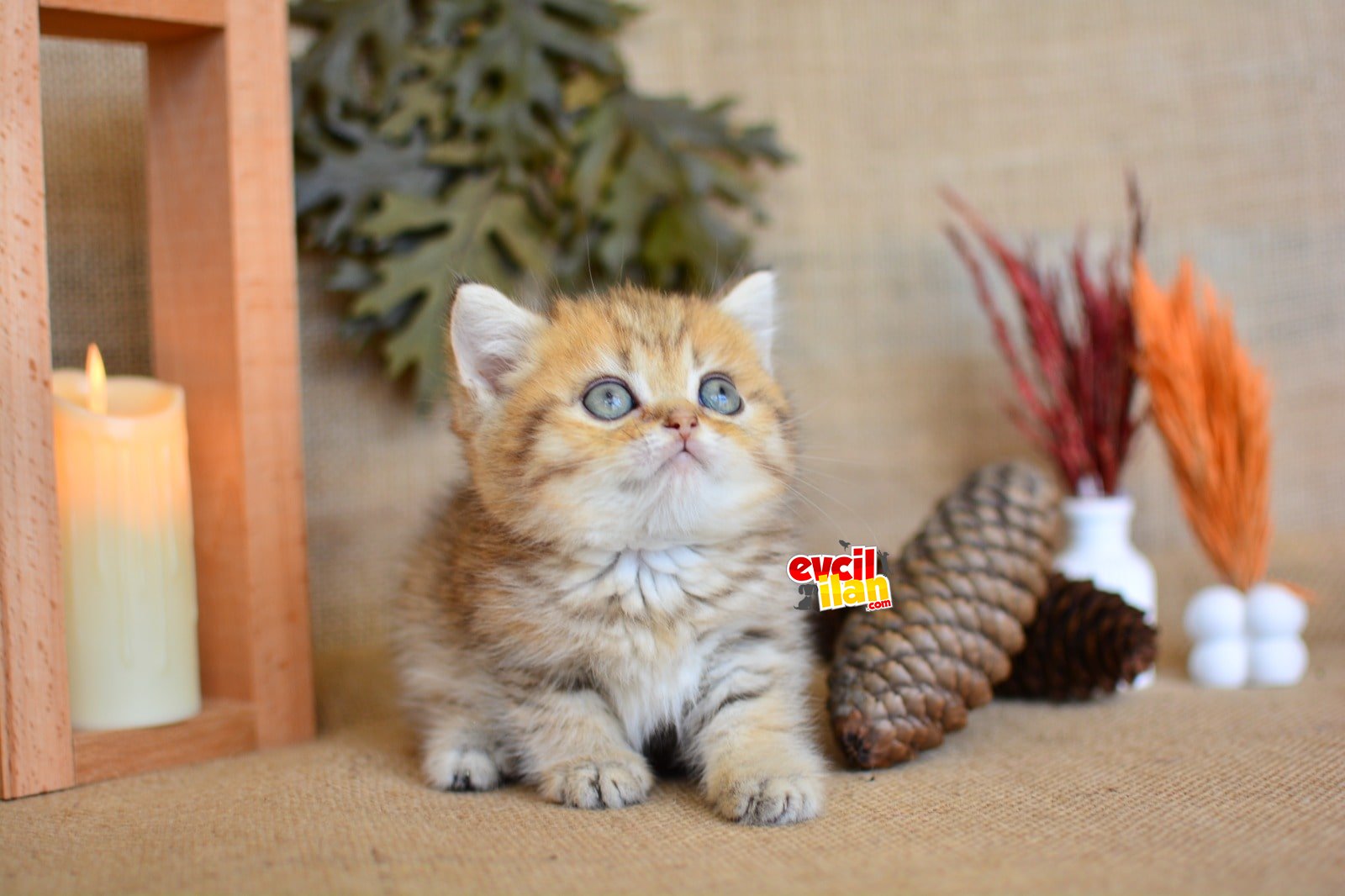 A KALİTE GOLDEN BRITISH SHORTHAIR YAVRUMUZ