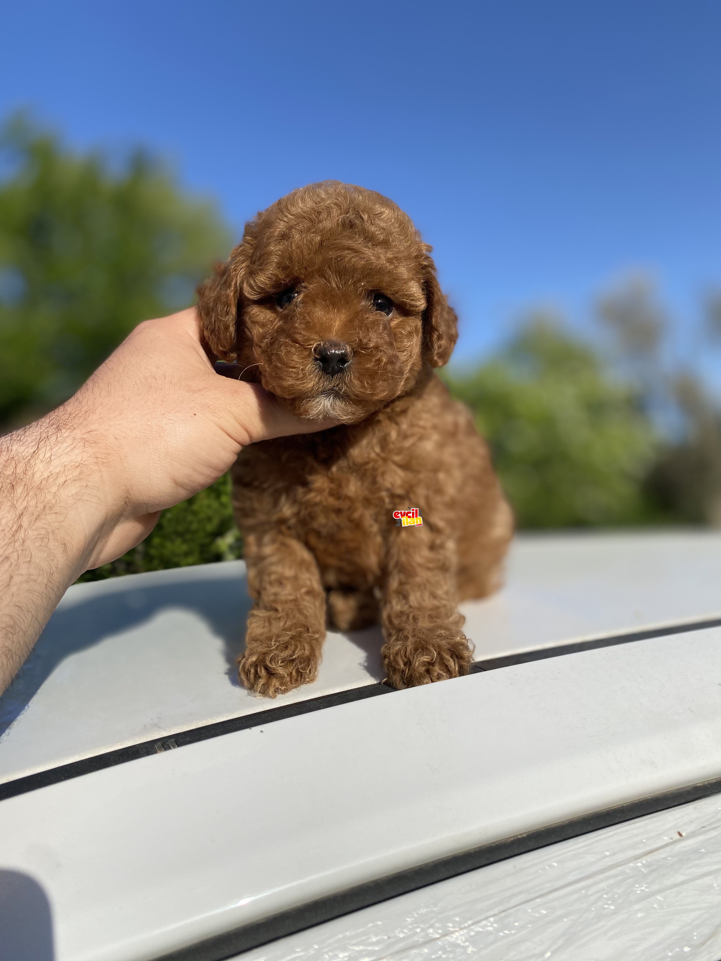 A KALİTE POODLE BEBEKLER ÇİFTLİĞİMİZDE 