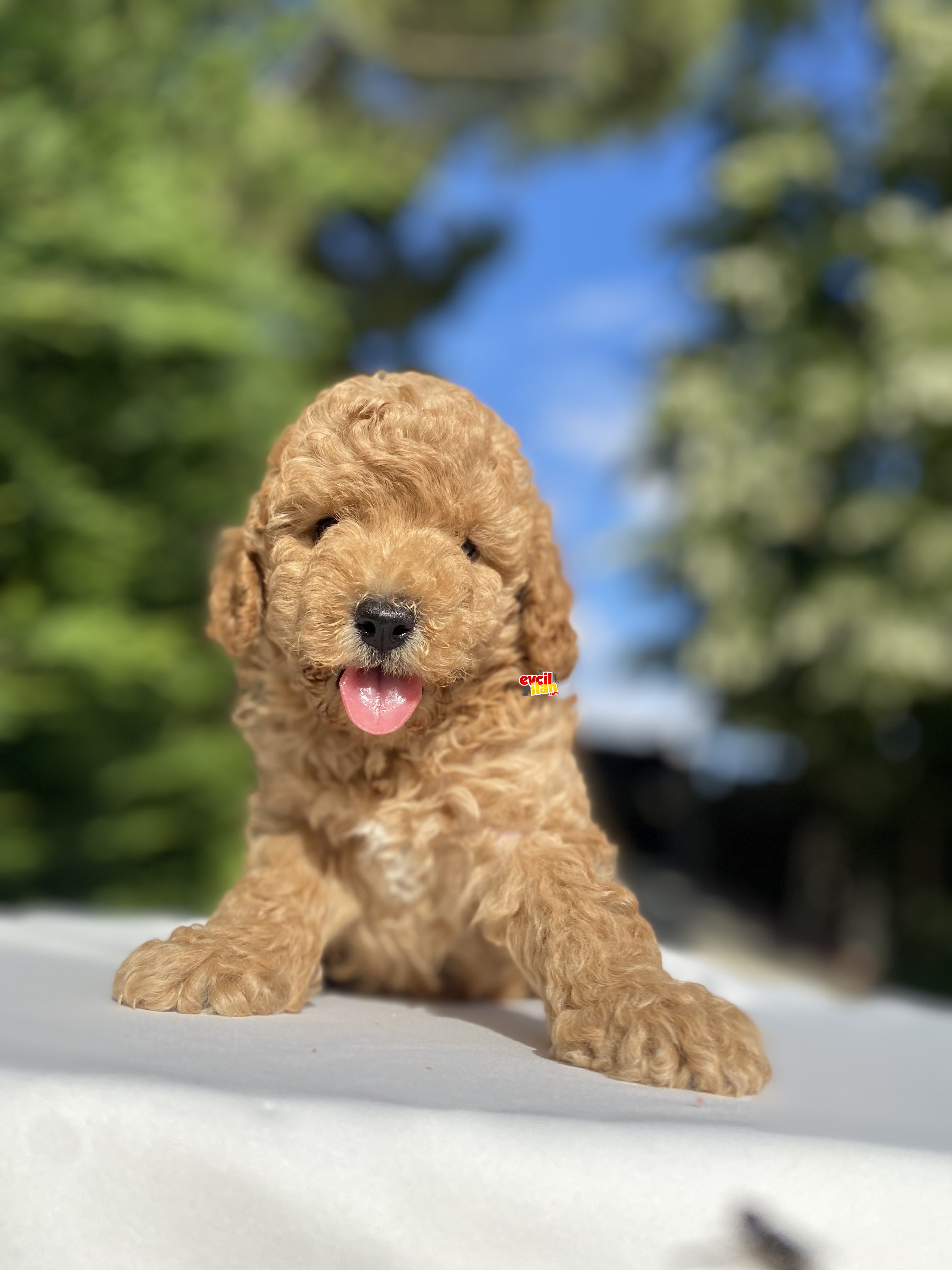 A KALİTE POODLE BEBEKLER