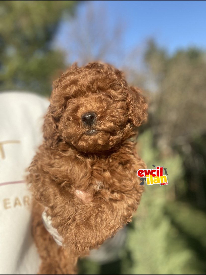 A KALİTE POODLE BEBEKLERİMİZ RED BROWN POODLE