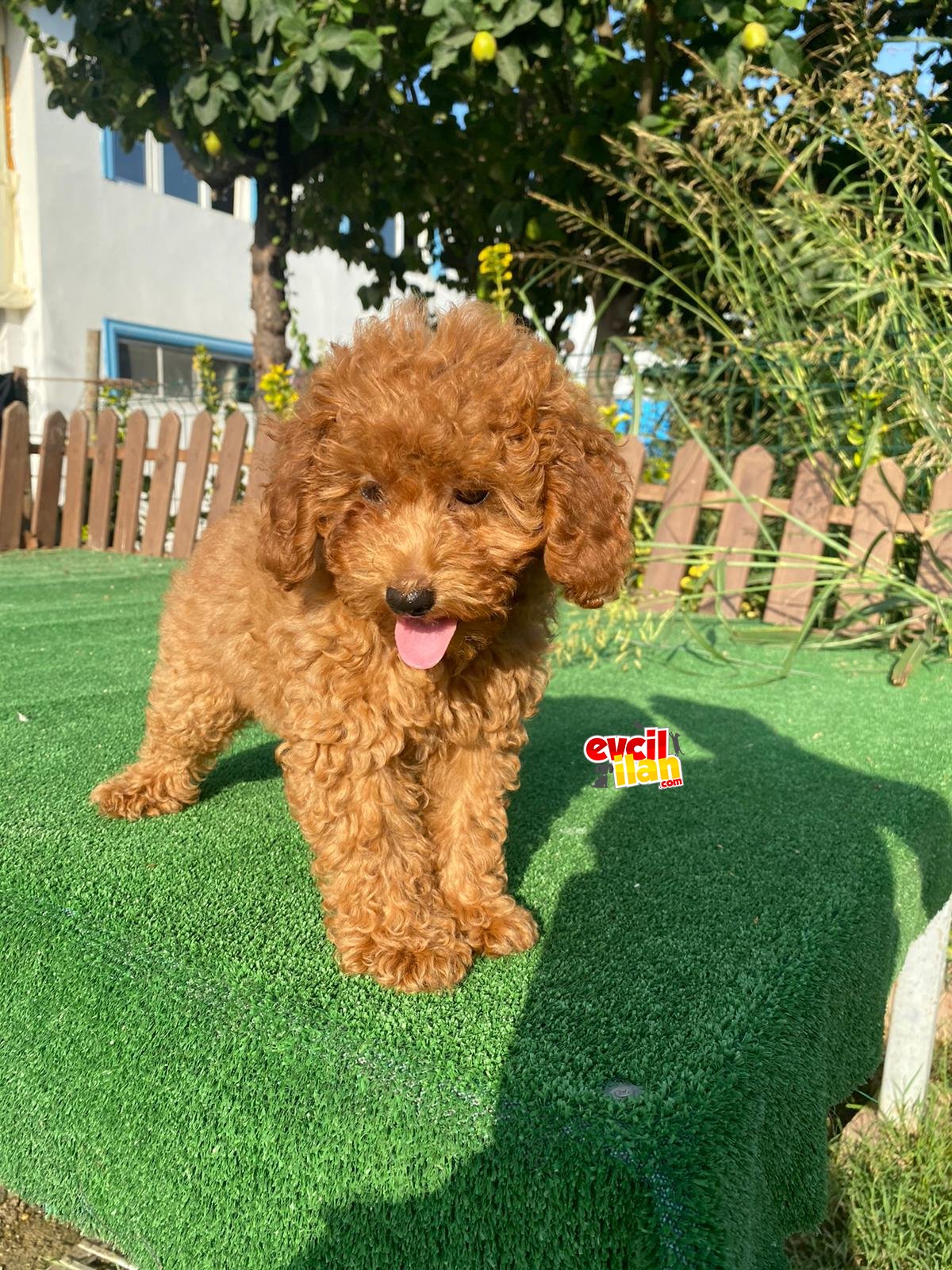 A KALİTE POODLE BEBEKLERİMİZ