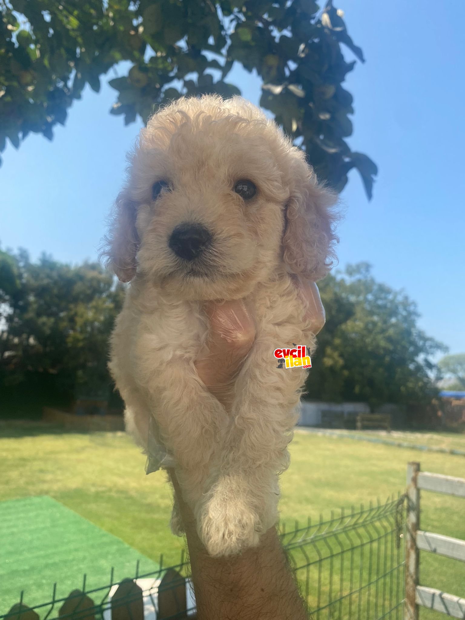 A KALİTE POODLE BEBEKLERİMİZ