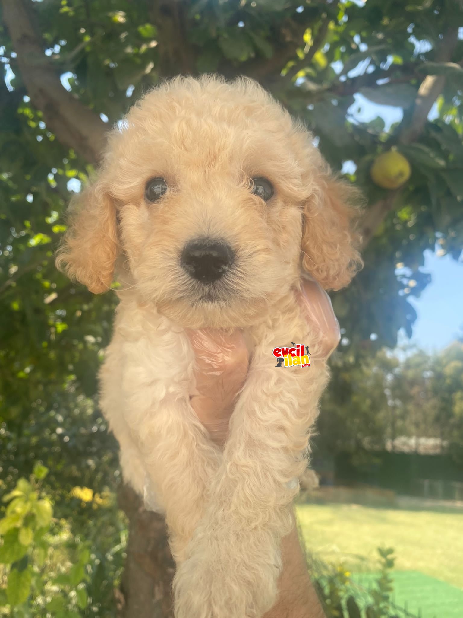 A KALİTE POODLE BEBEKLERİMİZ