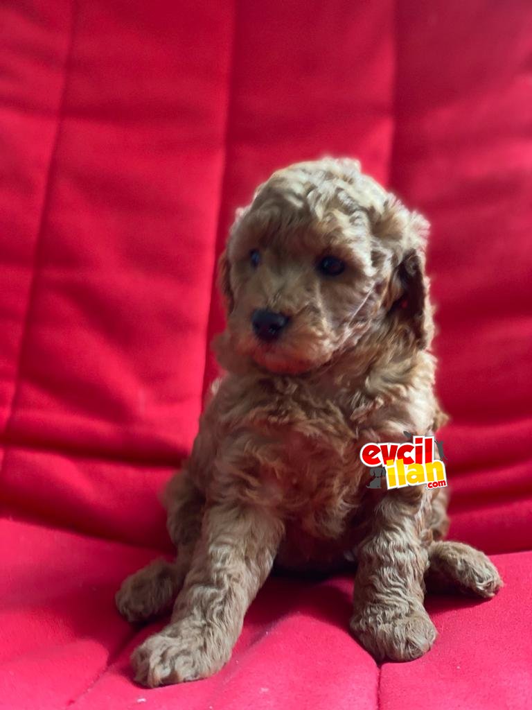 A KALİTE POODLE BEBEKLERİMİZ