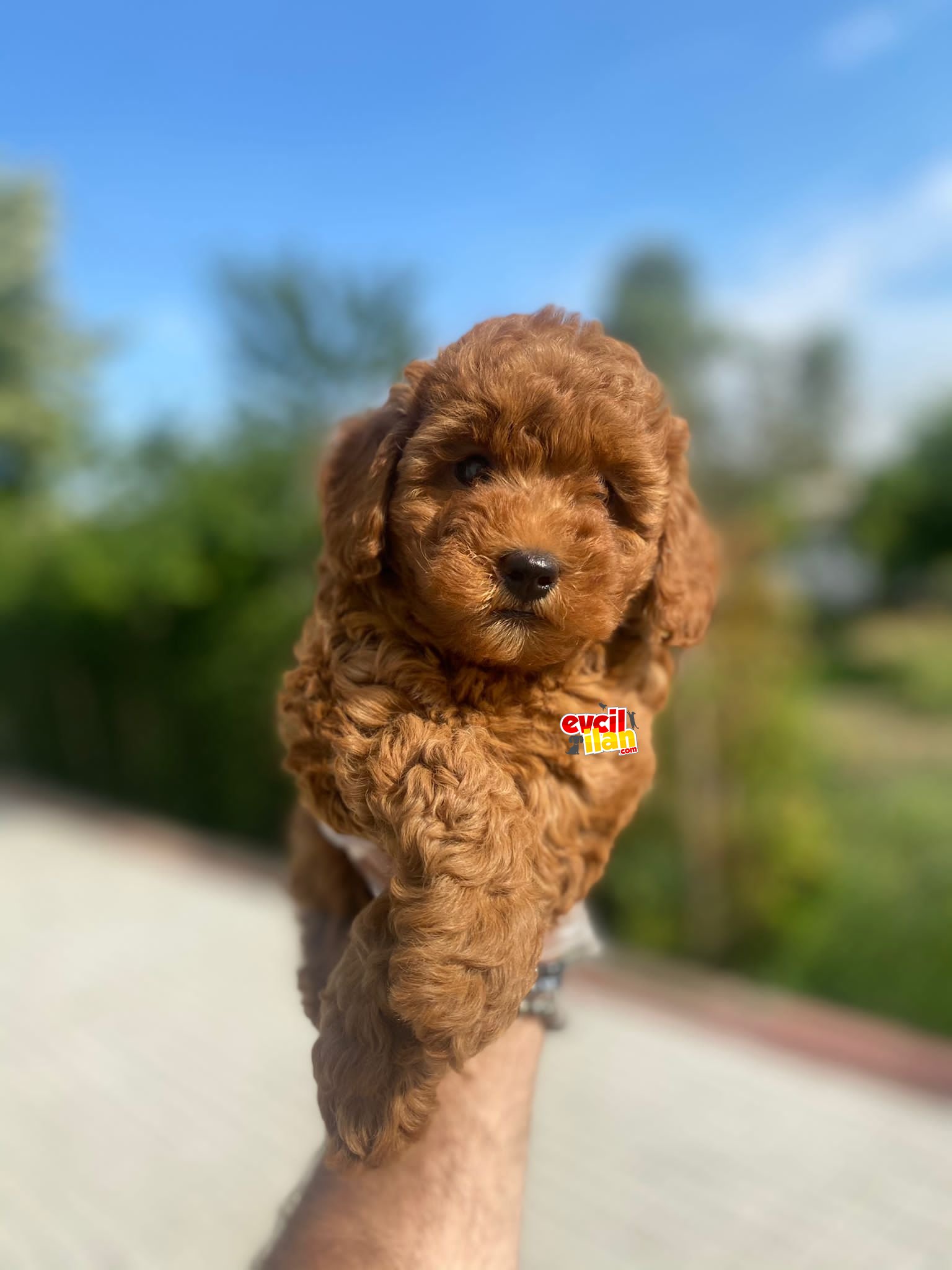 A KALİTE POODLE BEBEKLERİMİZ