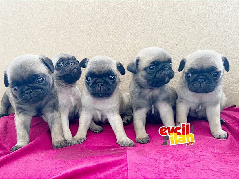 A kalite Pug mobs bebeklerimiz 