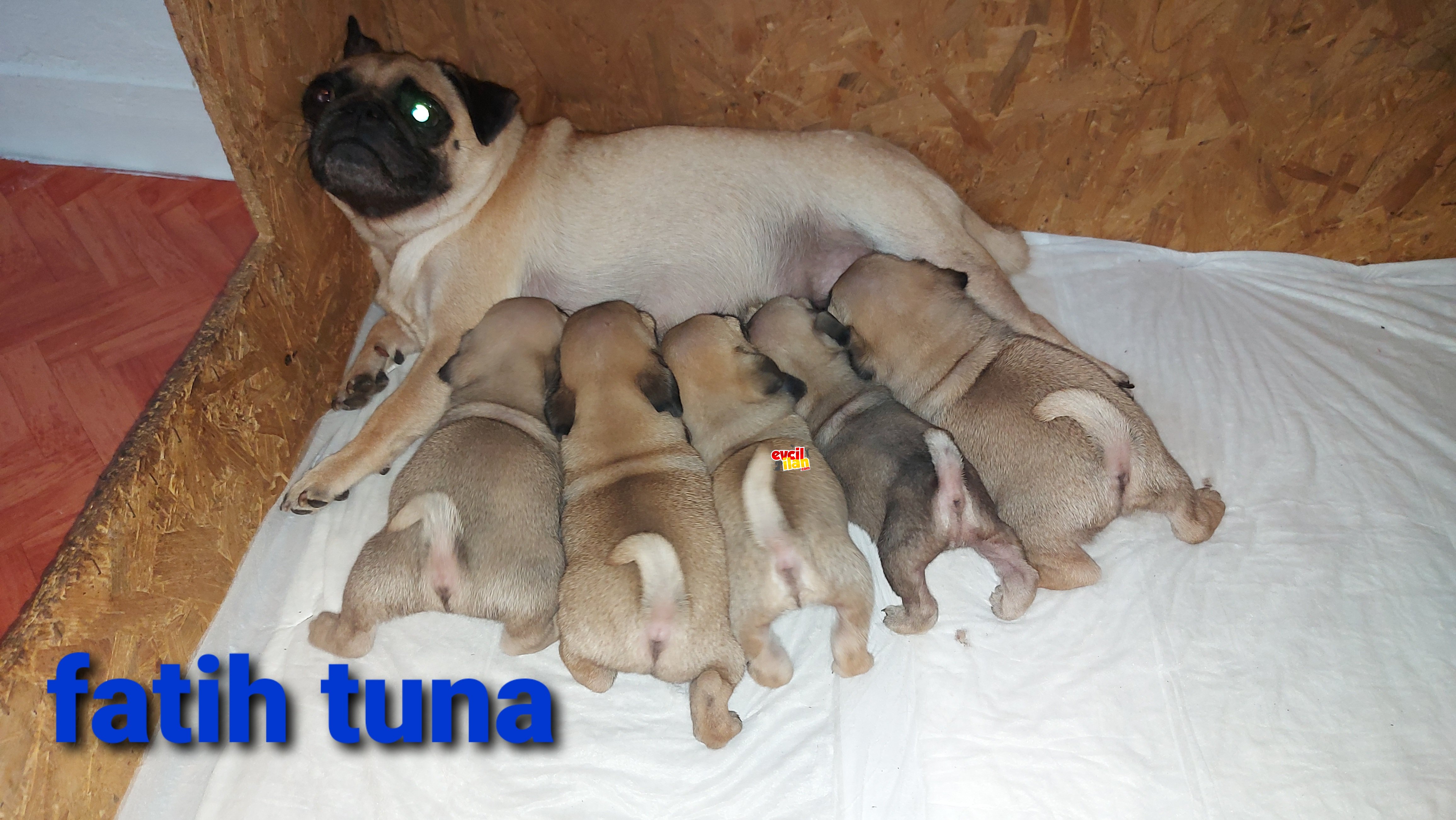 A KALİTE PUG MOPS YAVRULARIMIZ TESLİME HAZIR 