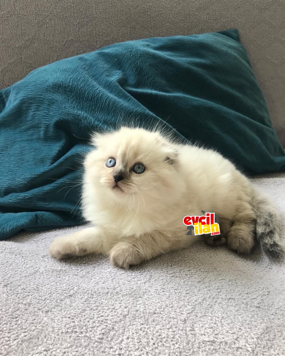 A kalite Scottish fold longhair 