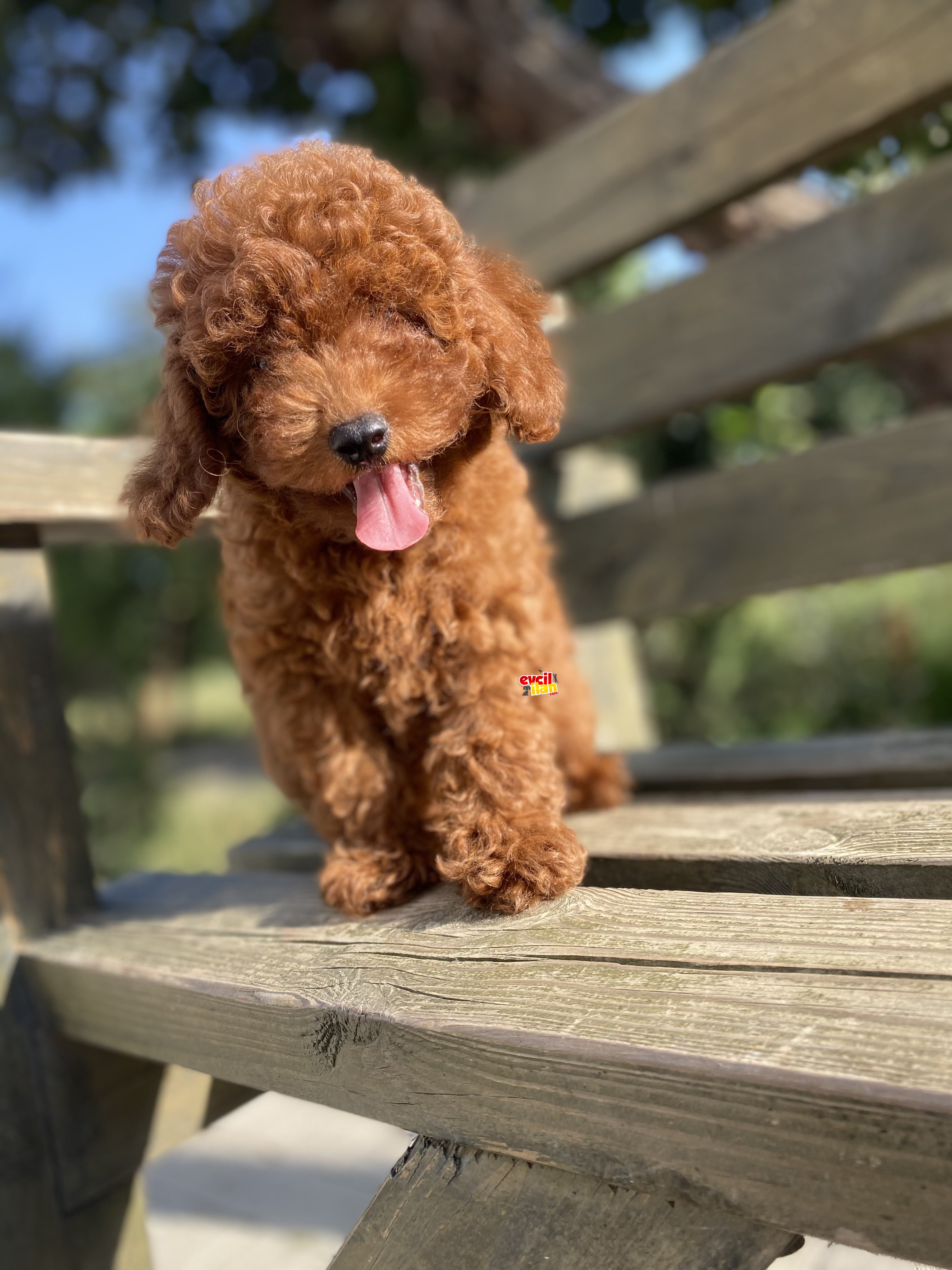 A KALİTE TOY POODLE BEBEKLER PASAPORTLU 