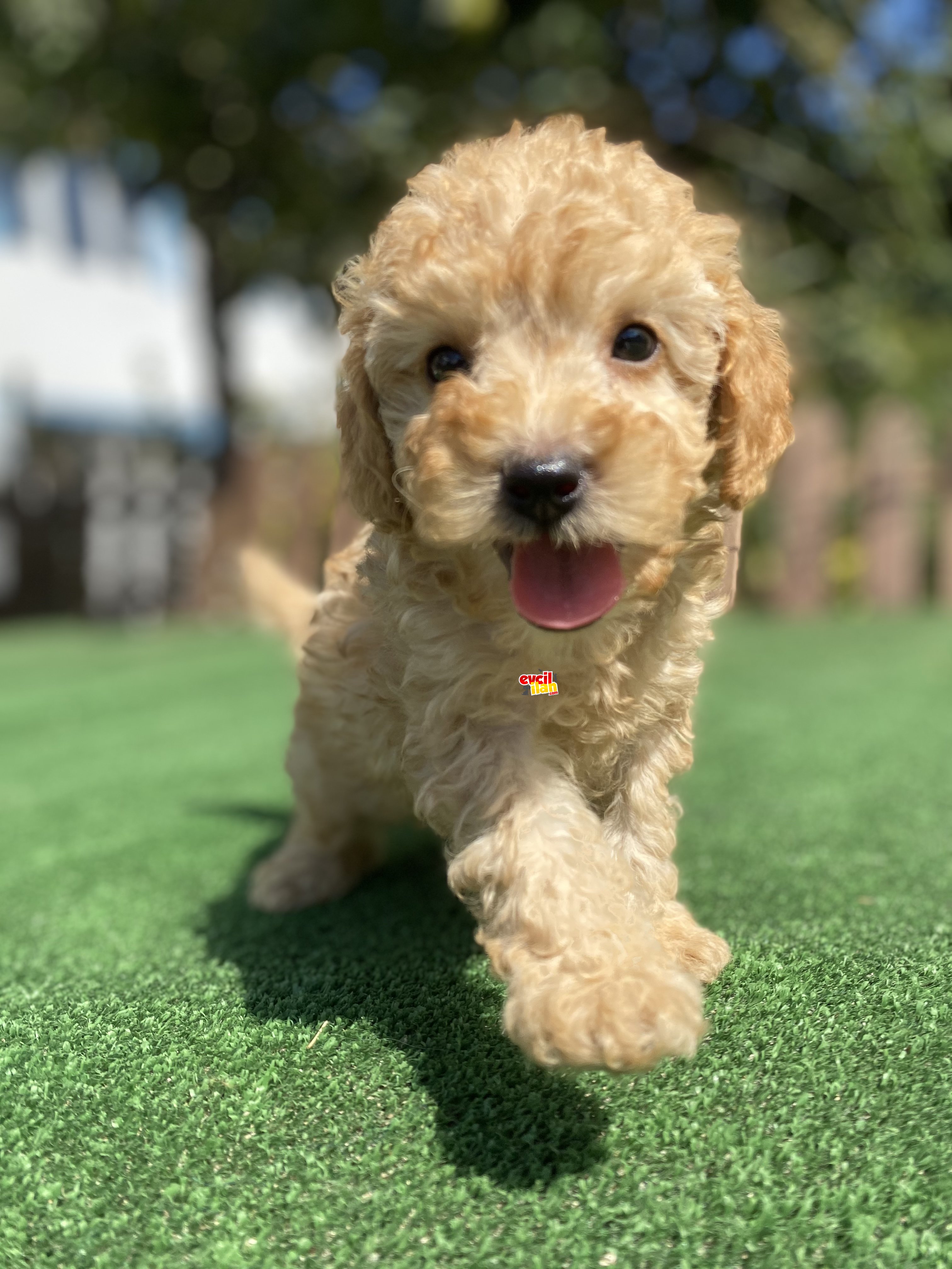 A KALİTE TOY POODLE BEBEKLER 