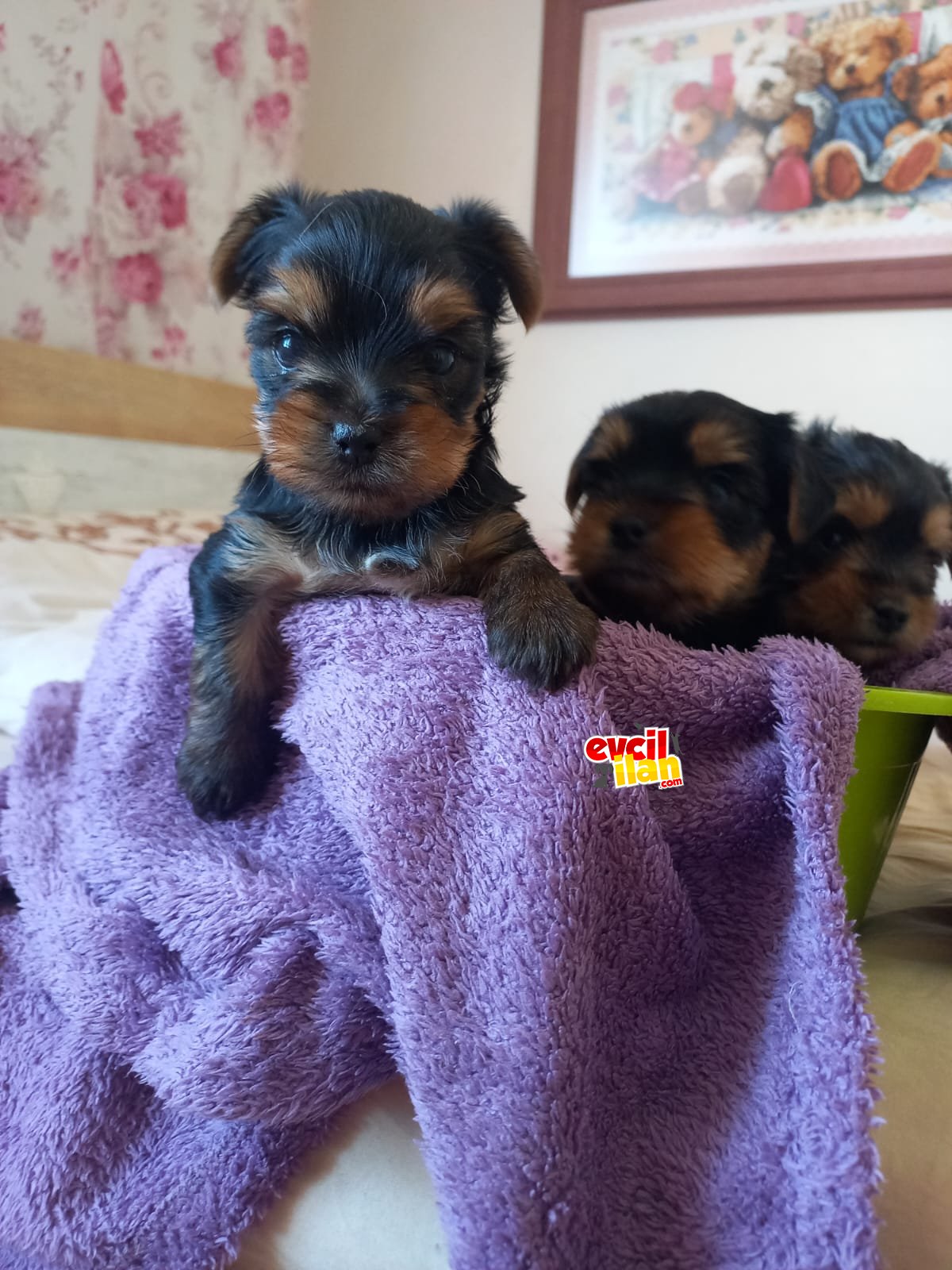 A kalite Yorkshire Terrier Yavrularımız 