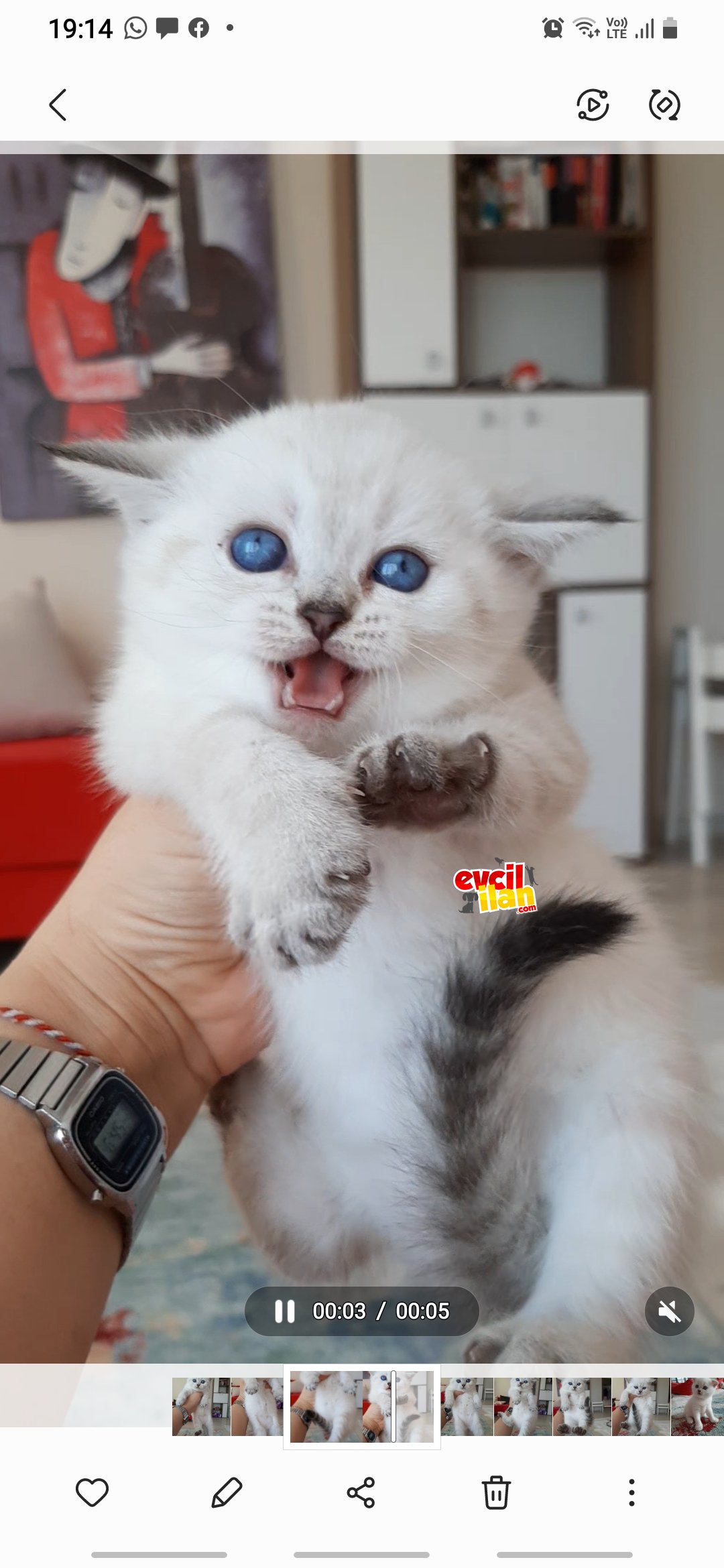 A kalite.Mavis gözlü disi