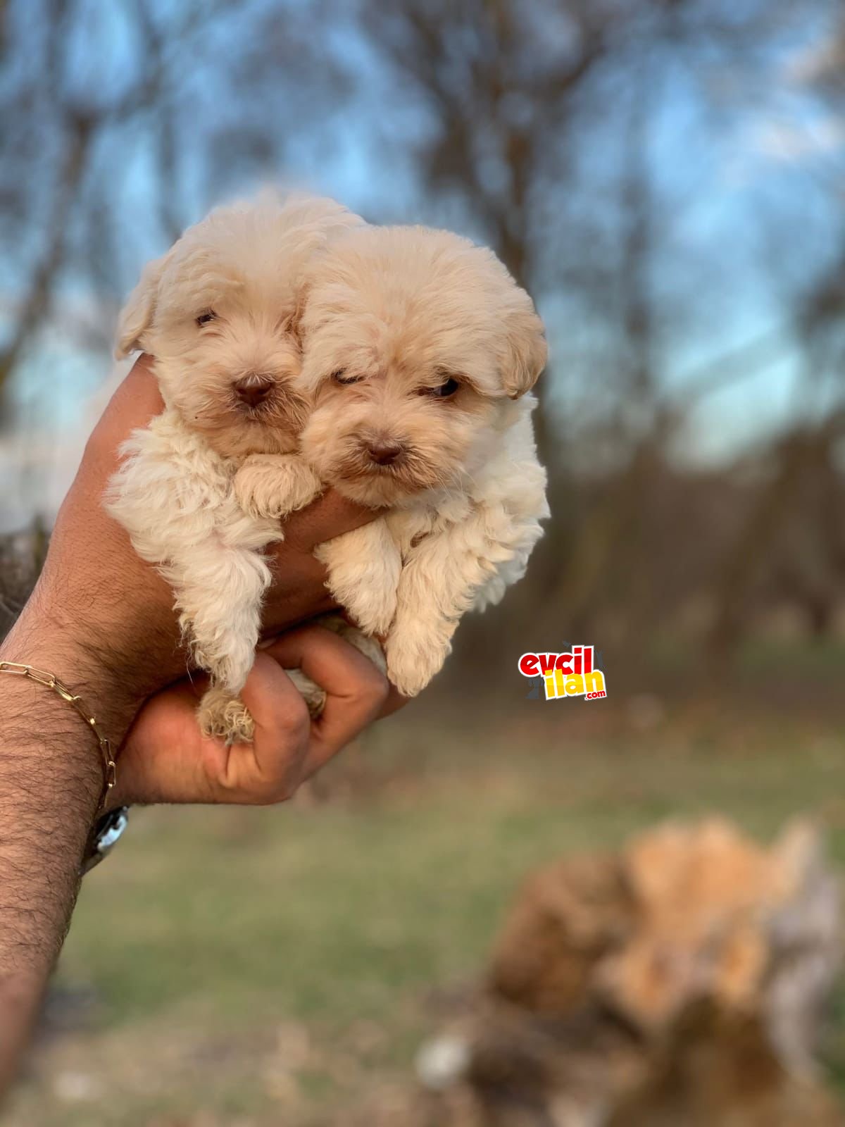 A++ Maltipoo yavrularımız yeni Ailelerini bekliyor 