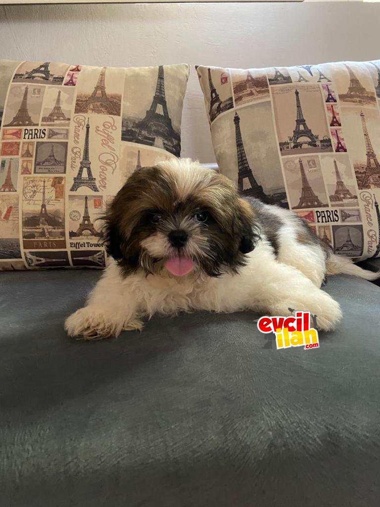 A++ Shih Tzu yavrularımız yeni yuvasını bekliyor