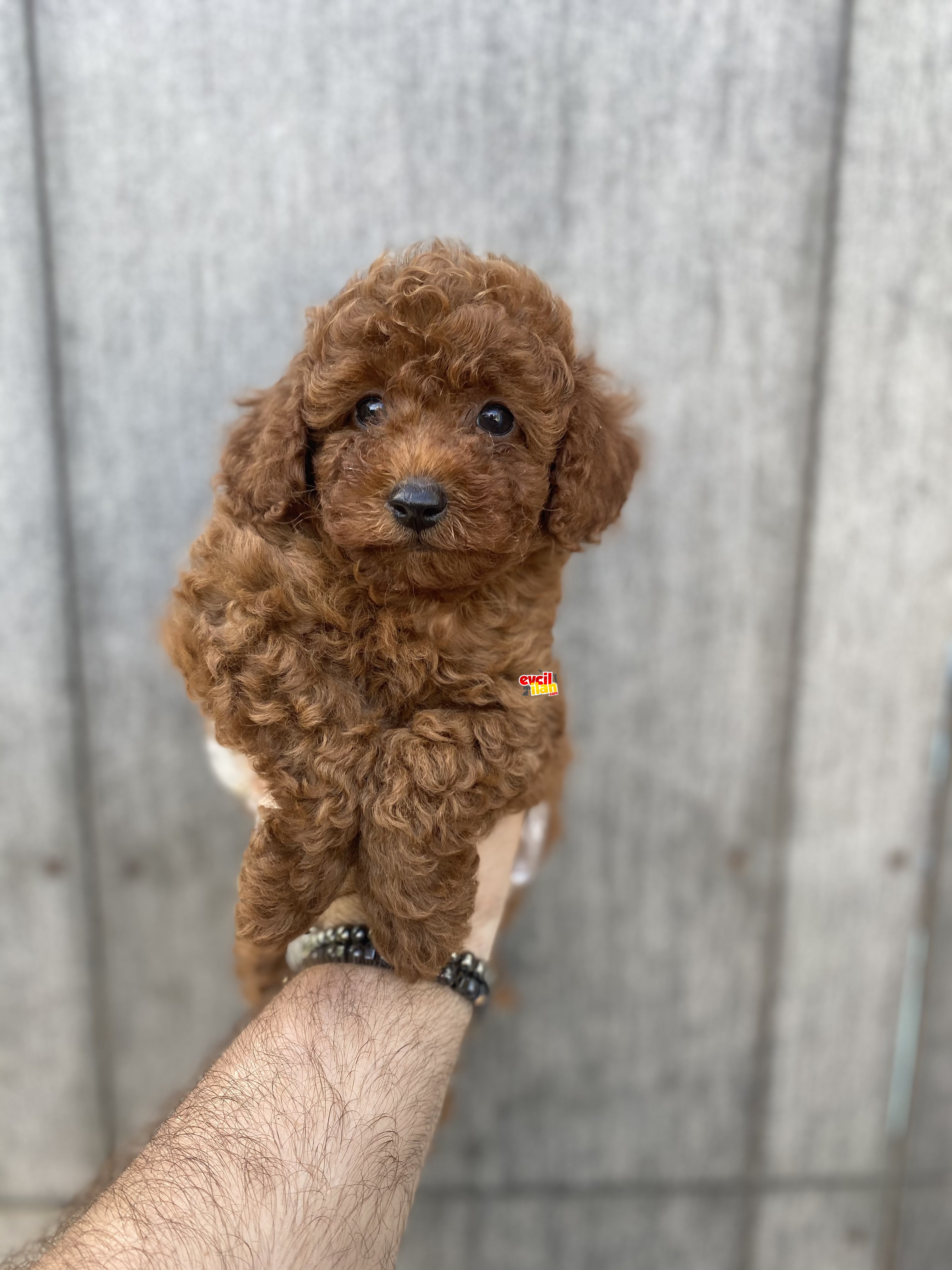 AB PASAPORTLU RED BROWN TOY POODLE 