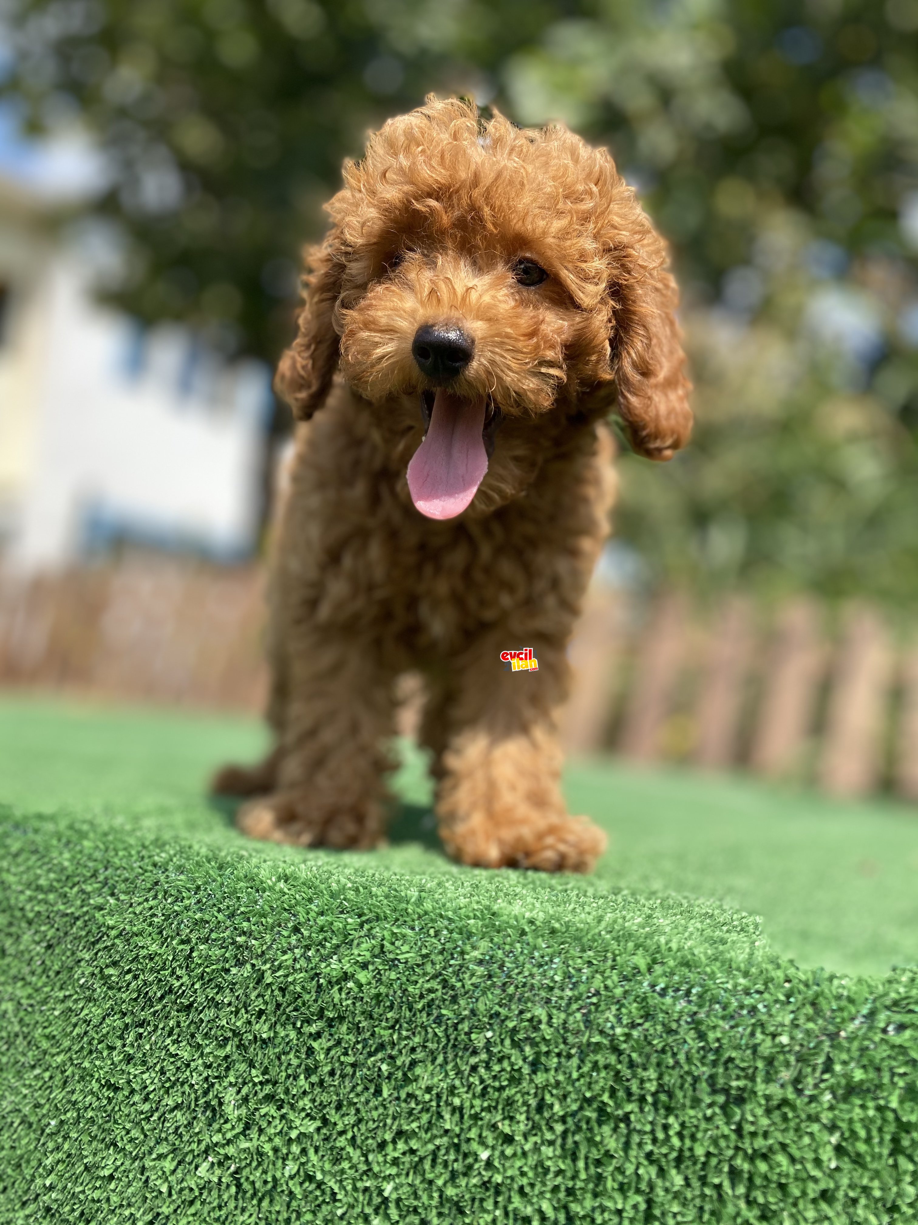 AB PASAPORTLU ÜST KALİTE TOY POODLE 