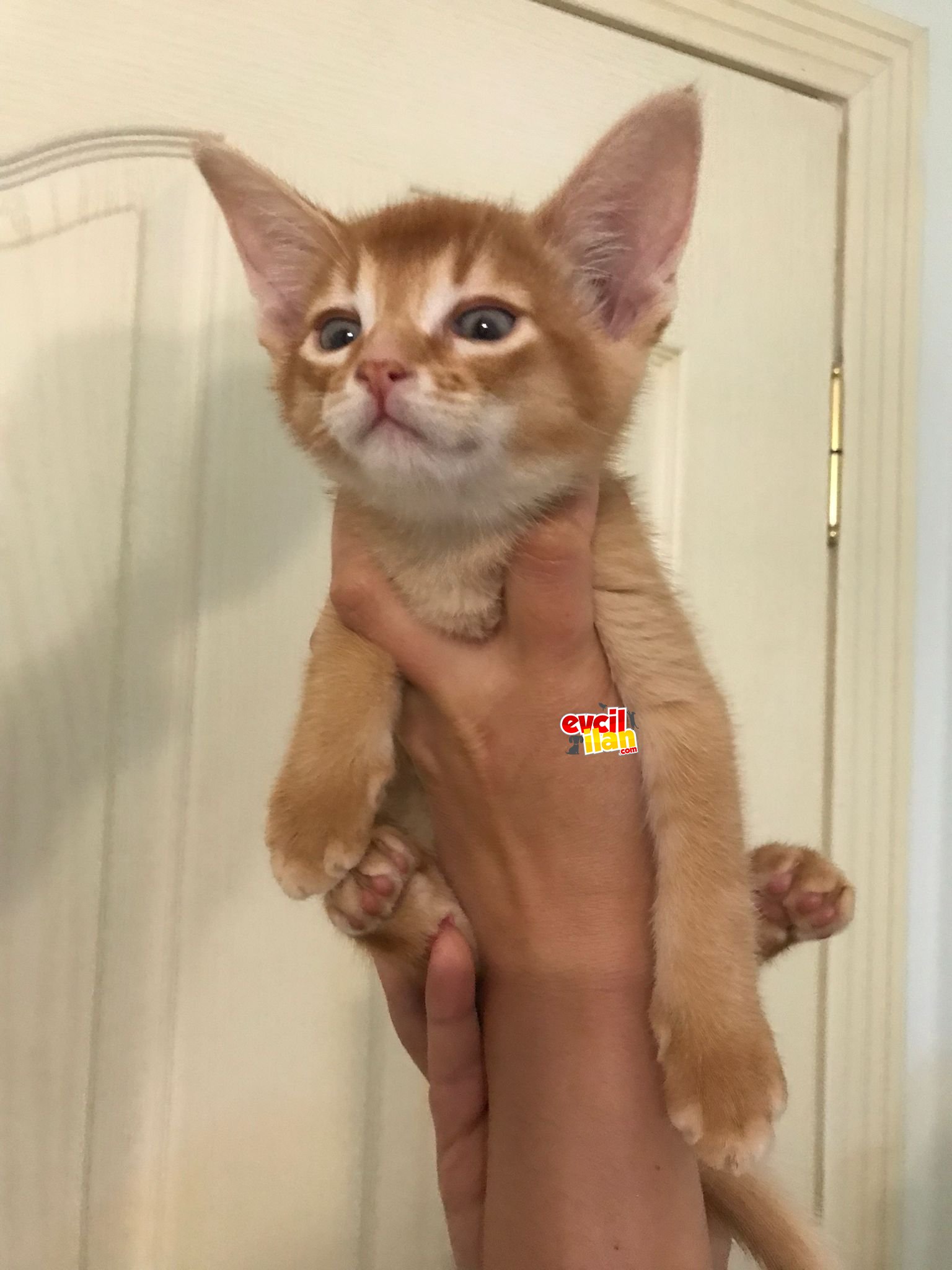 Abyssinian erkek yavru